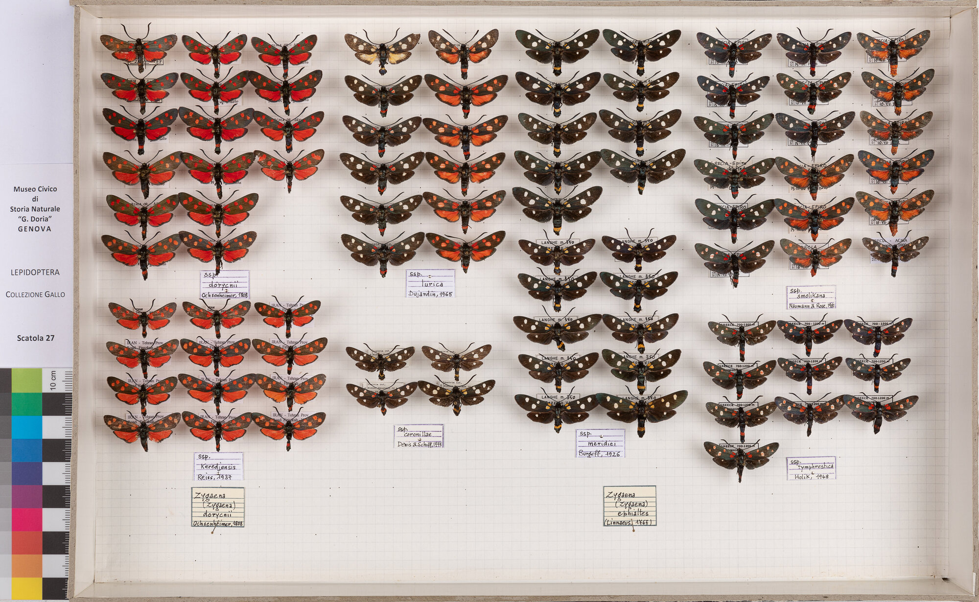 Falene zigene (serie)