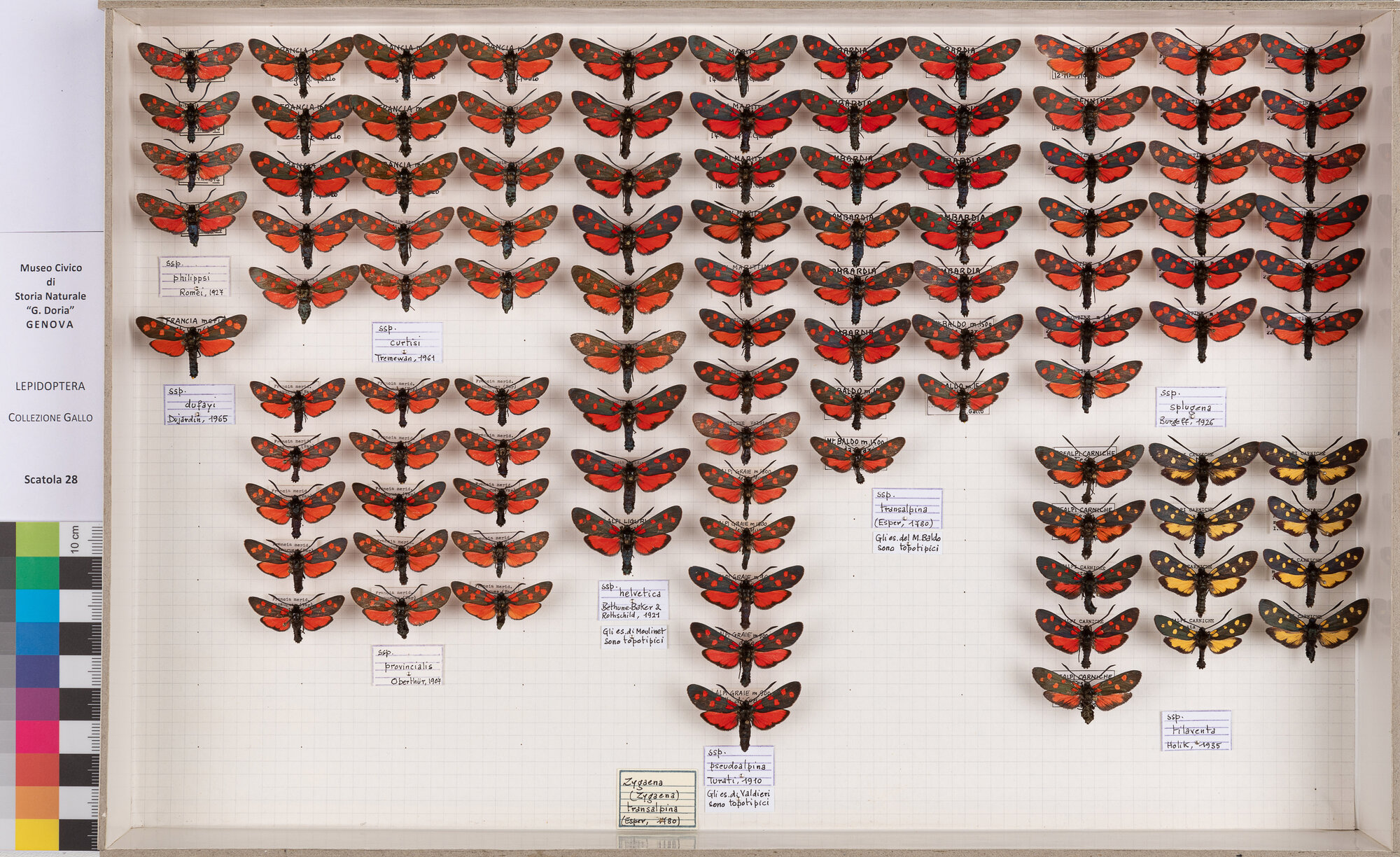 Falene zigene (serie)