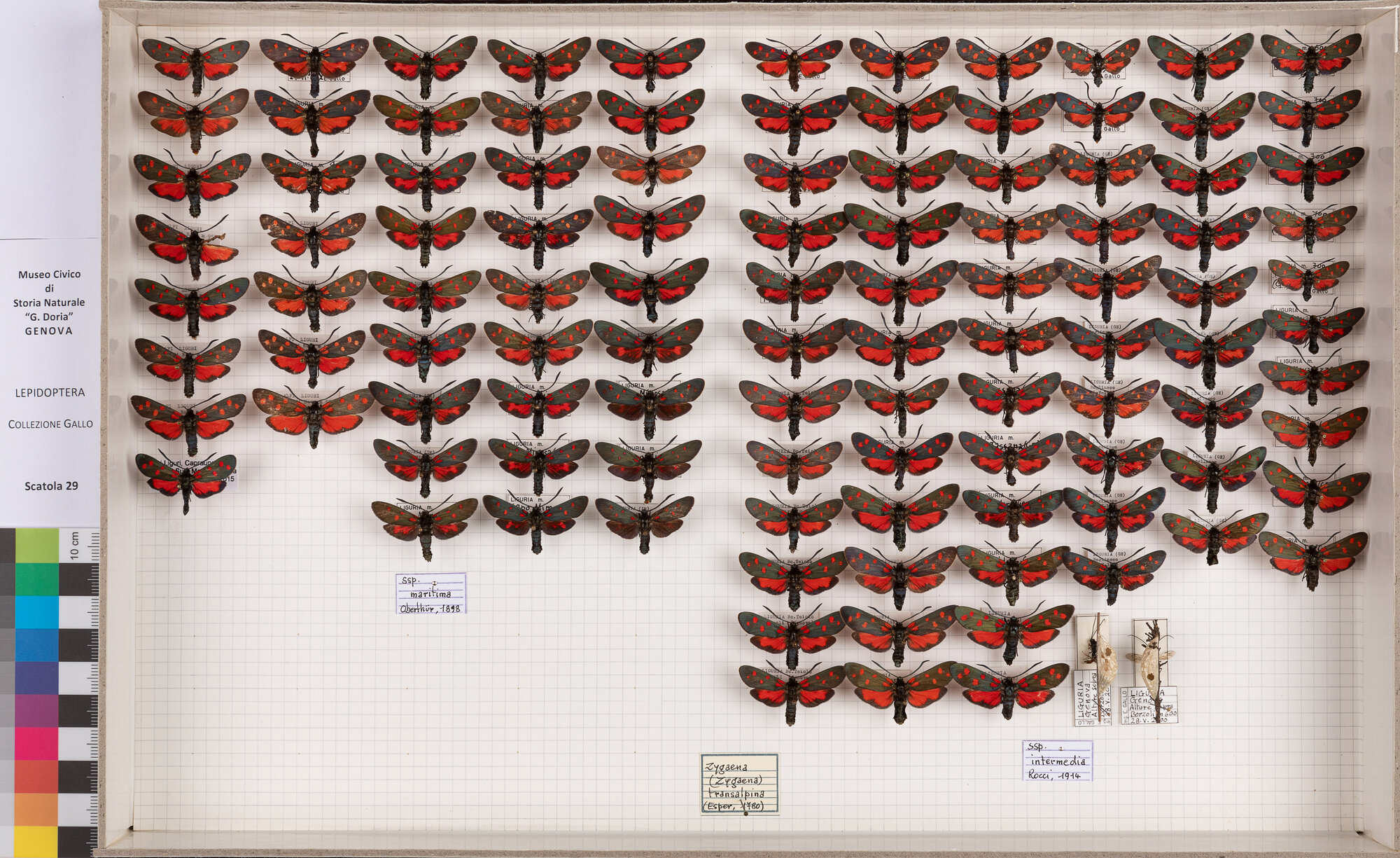 Falene zigene (serie)