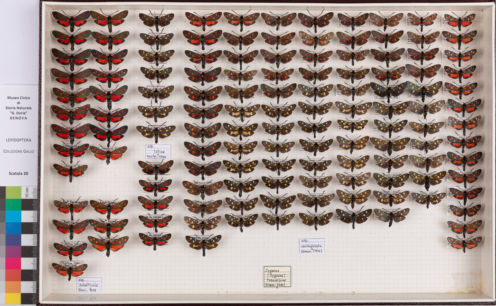 Falene zigene (serie)