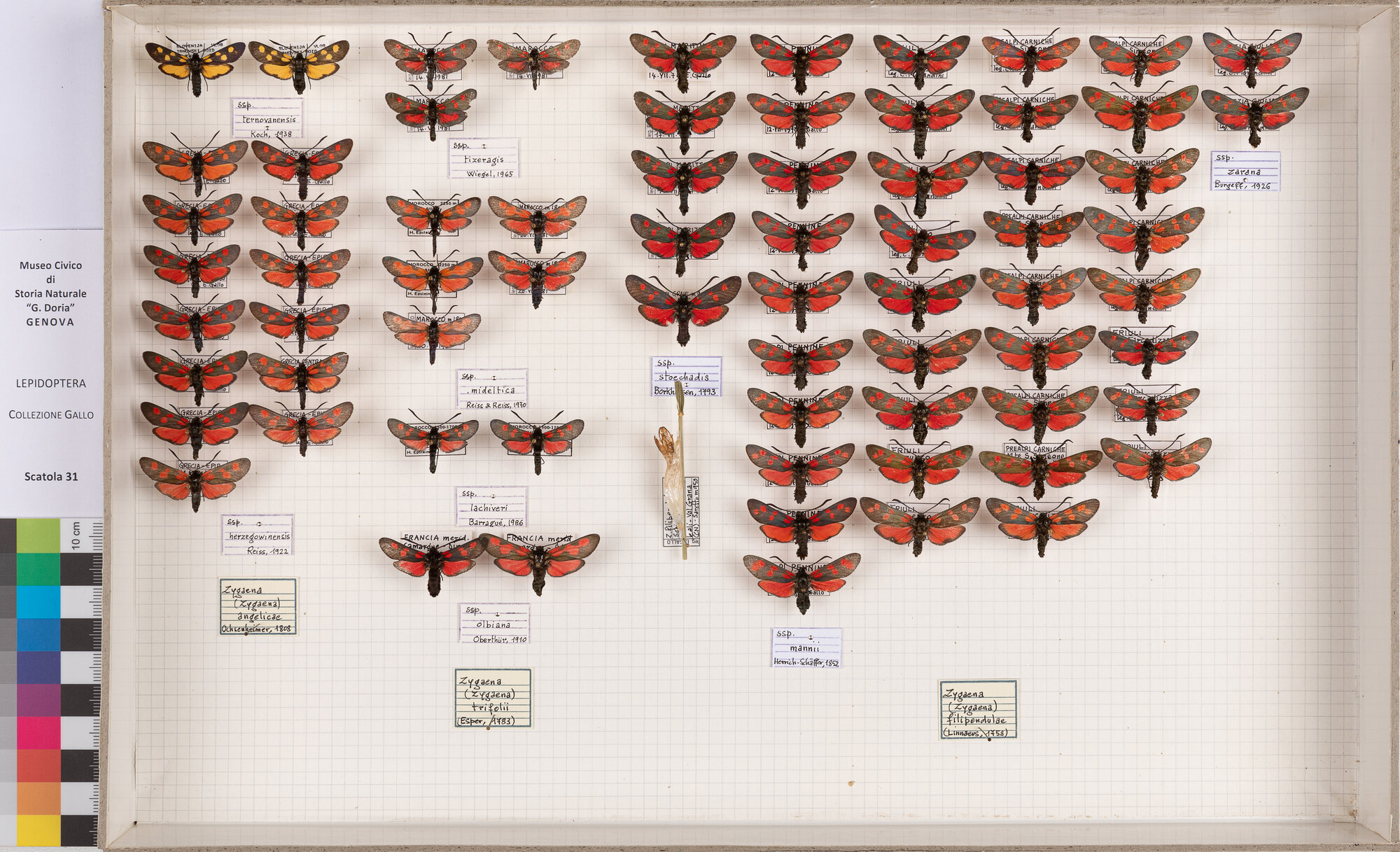 Falene zigene (serie)