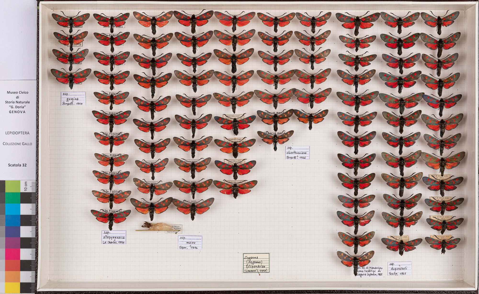 Falene zigene (serie)