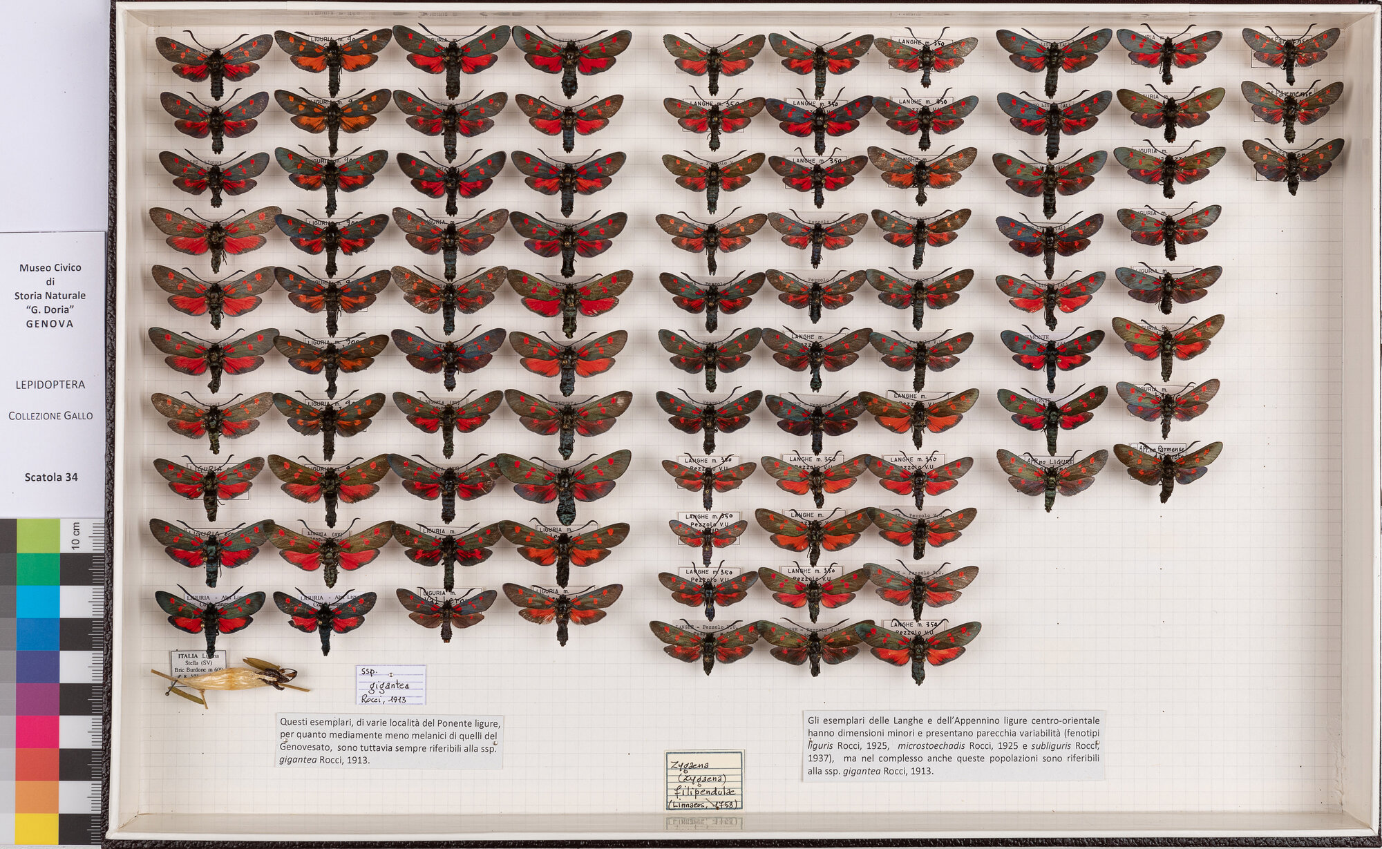 Falene zigene (serie)