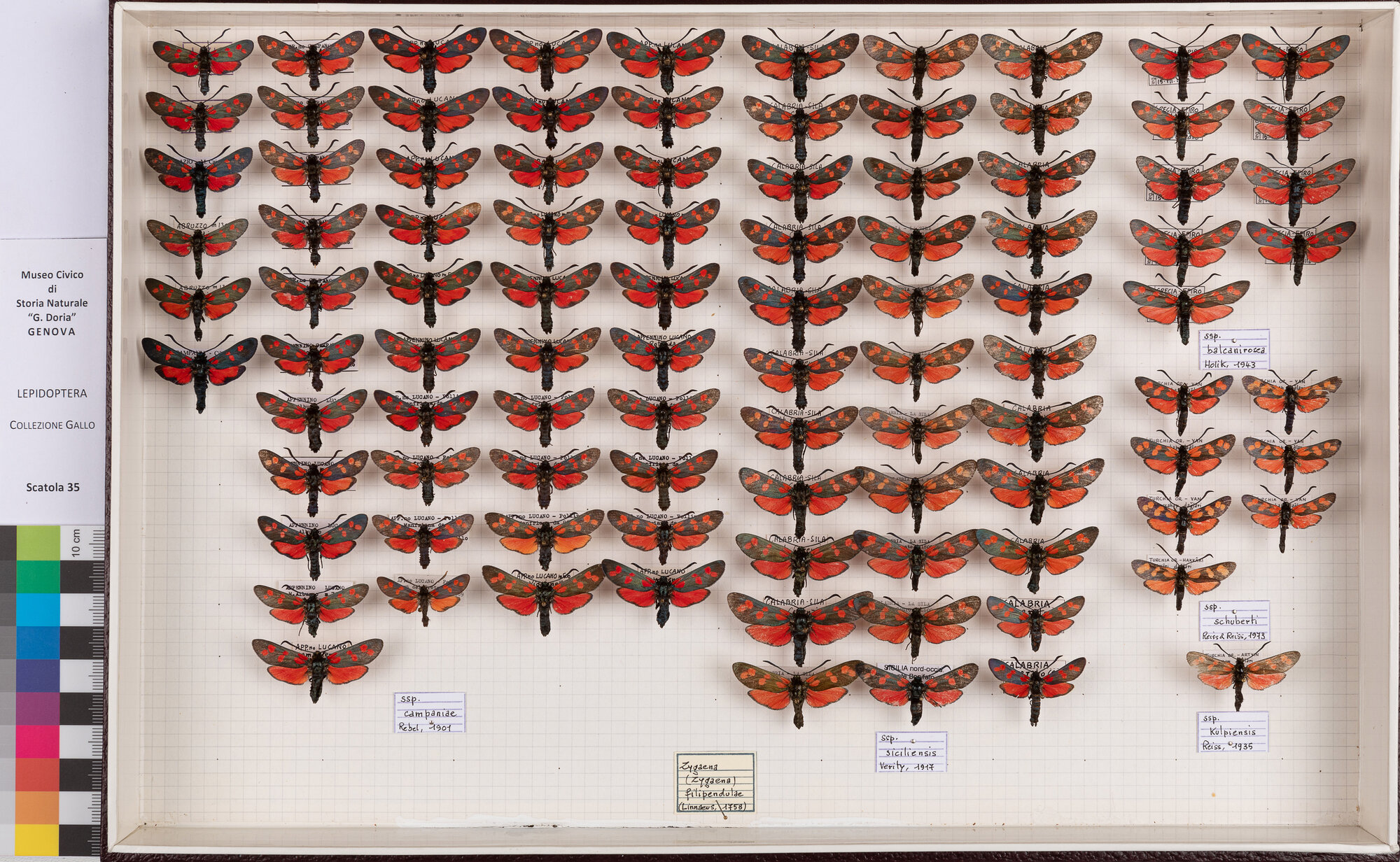 Falene zigene (serie)