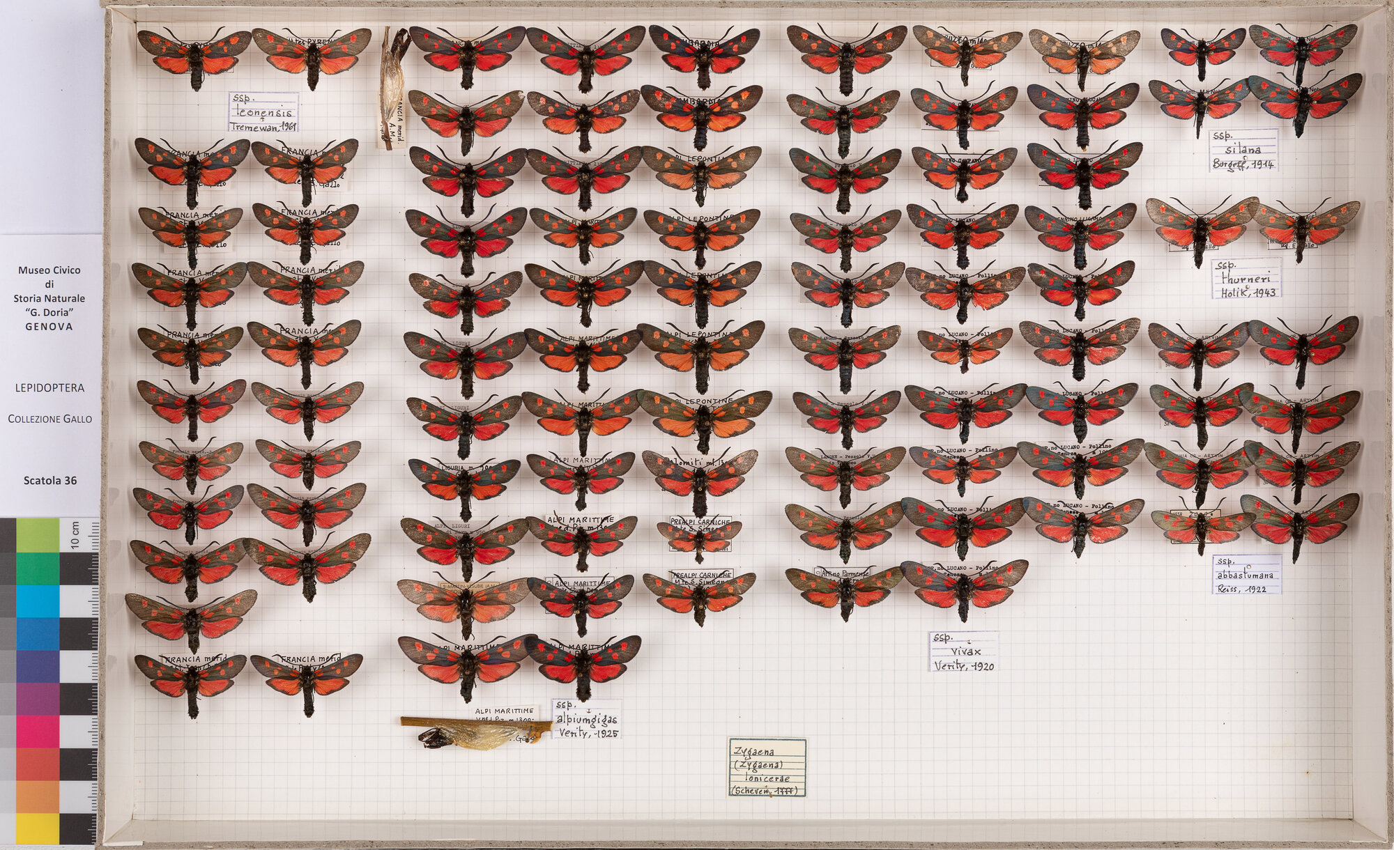 Falene zigene (serie)
