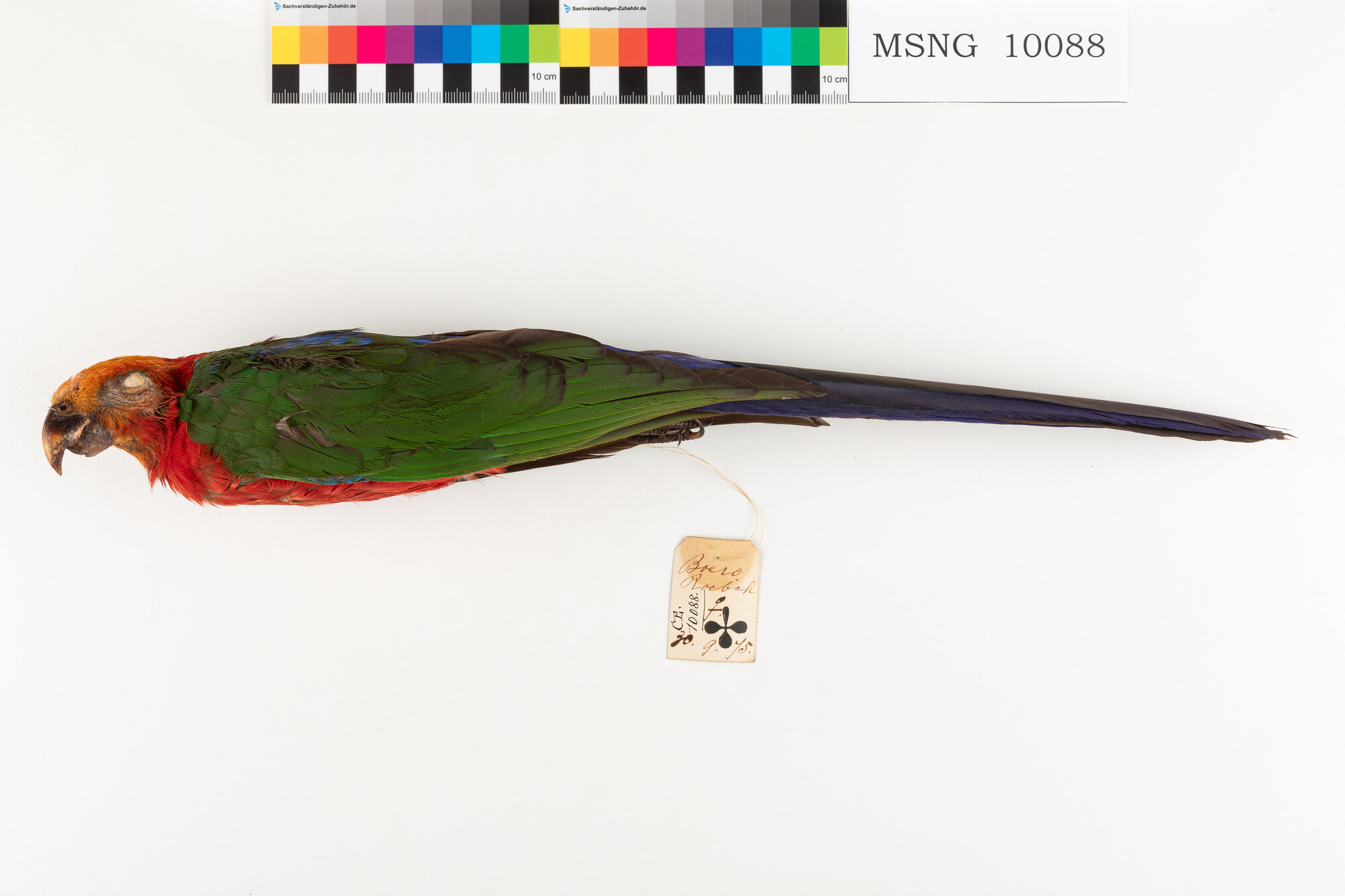 Parrocchetto delle Molucche (esemplare)