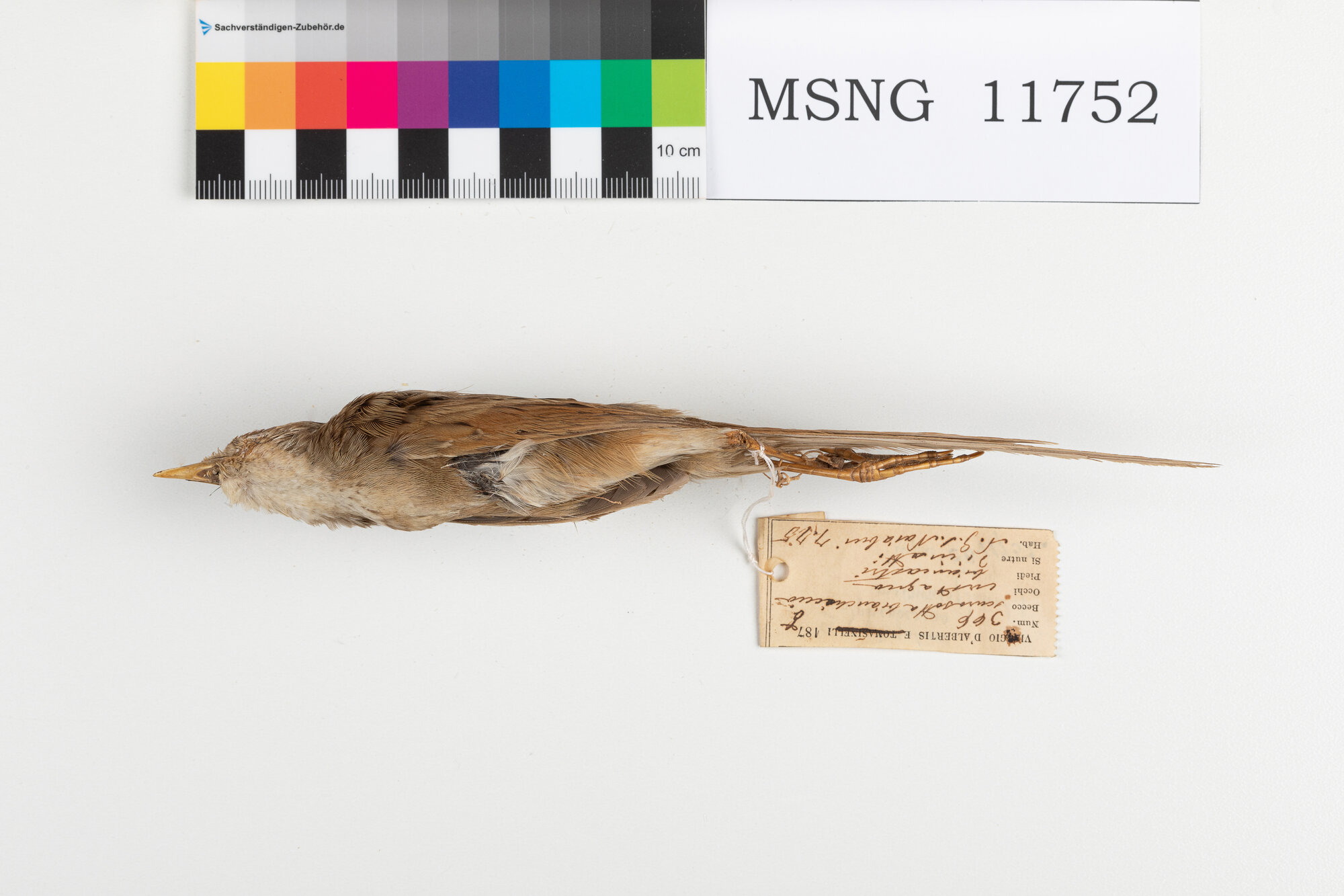 Forapaglie papuano (esemplare)