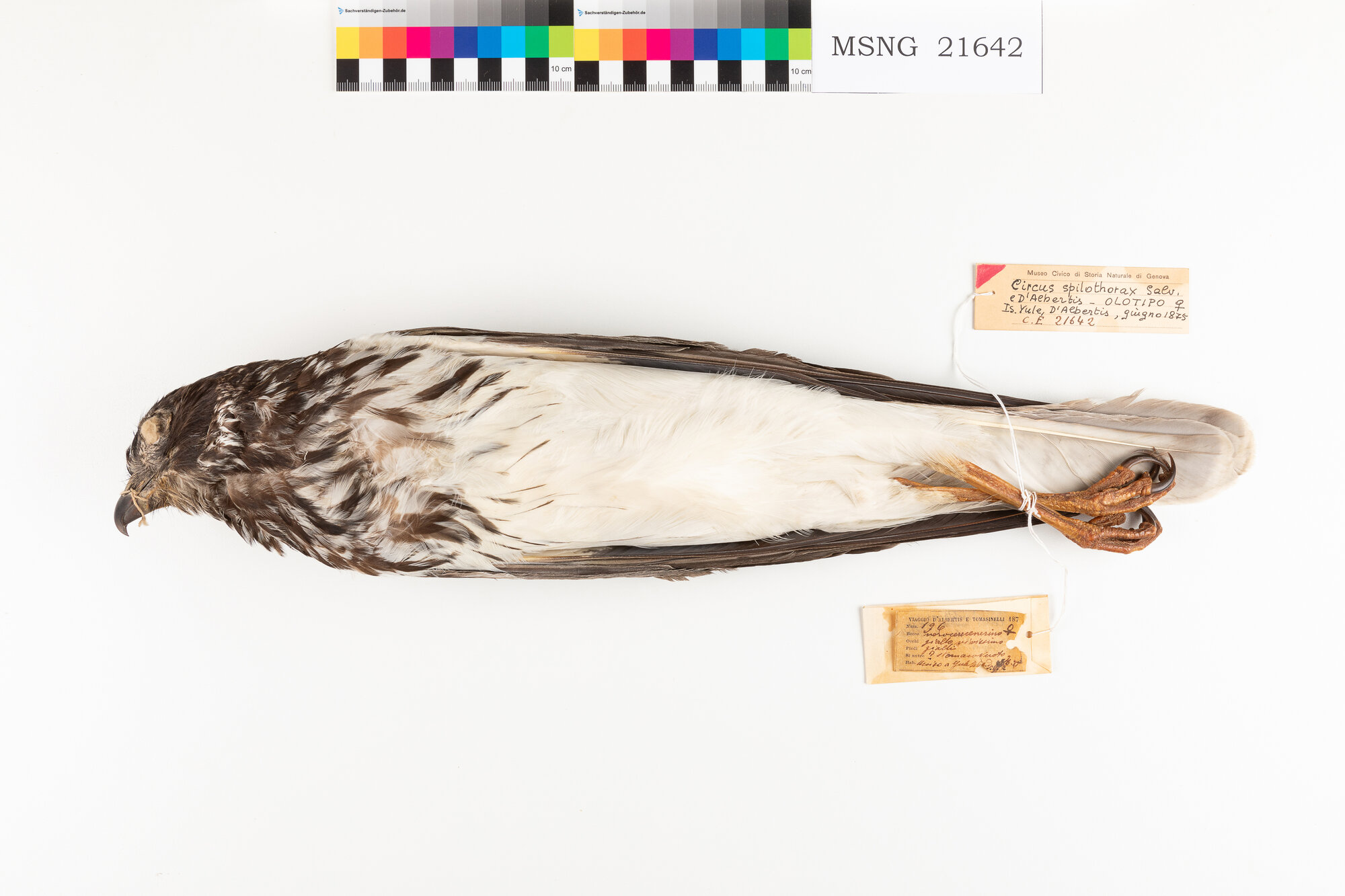 Falco di palude orientale (esemplare)