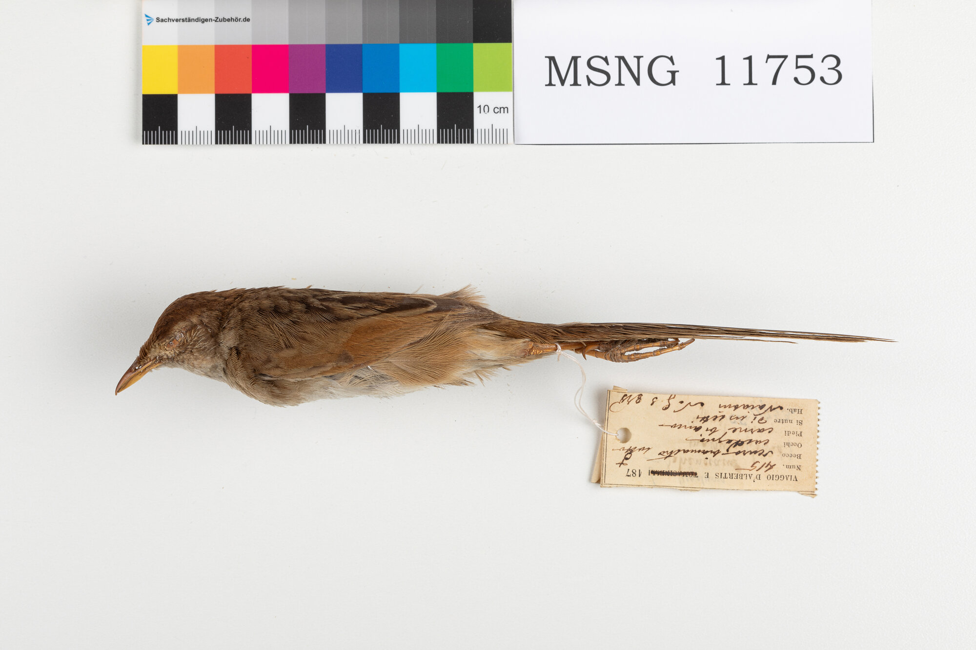 Forapaglie papuano (esemplare)