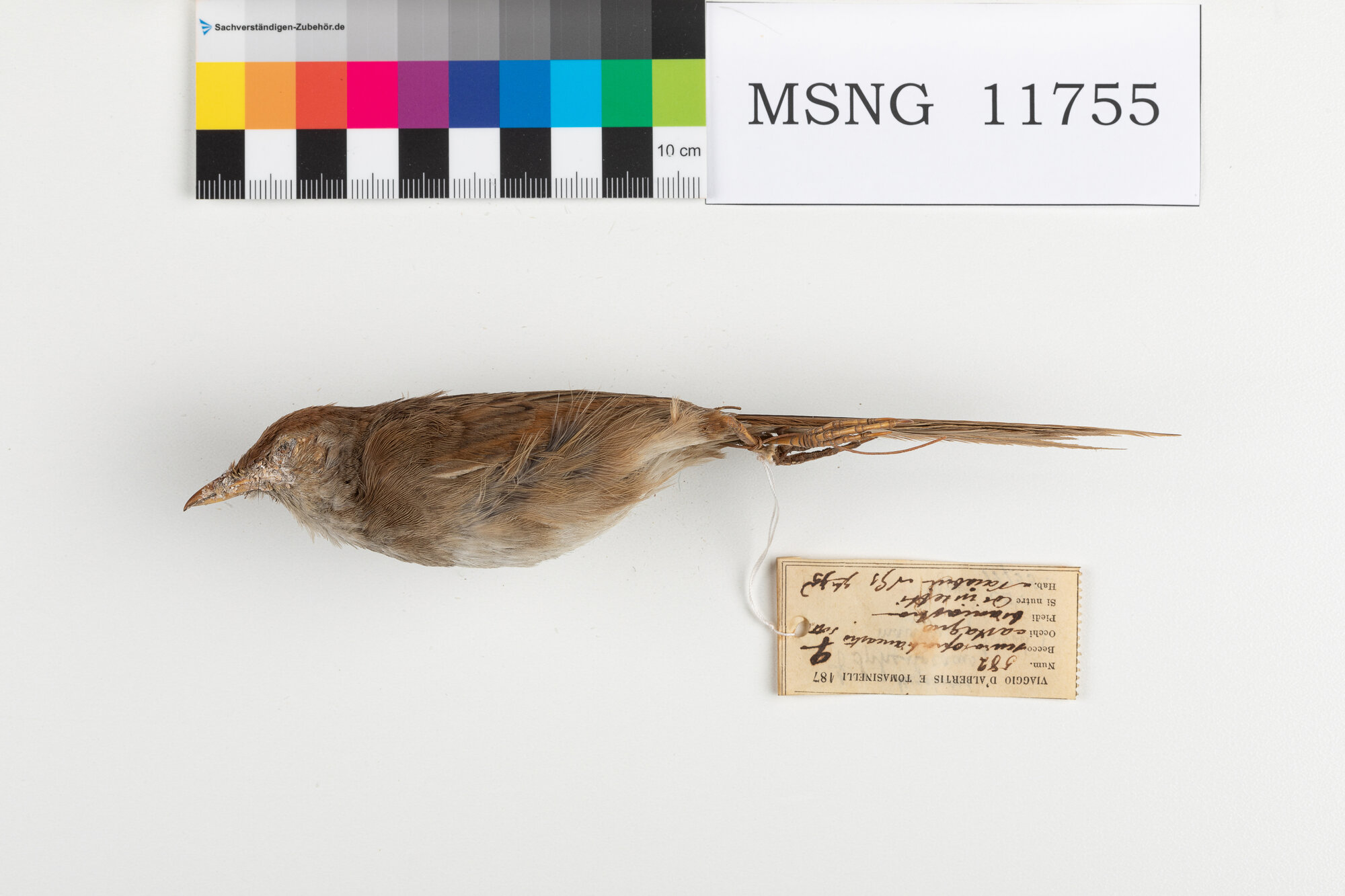 Forapaglie papuano (esemplare)