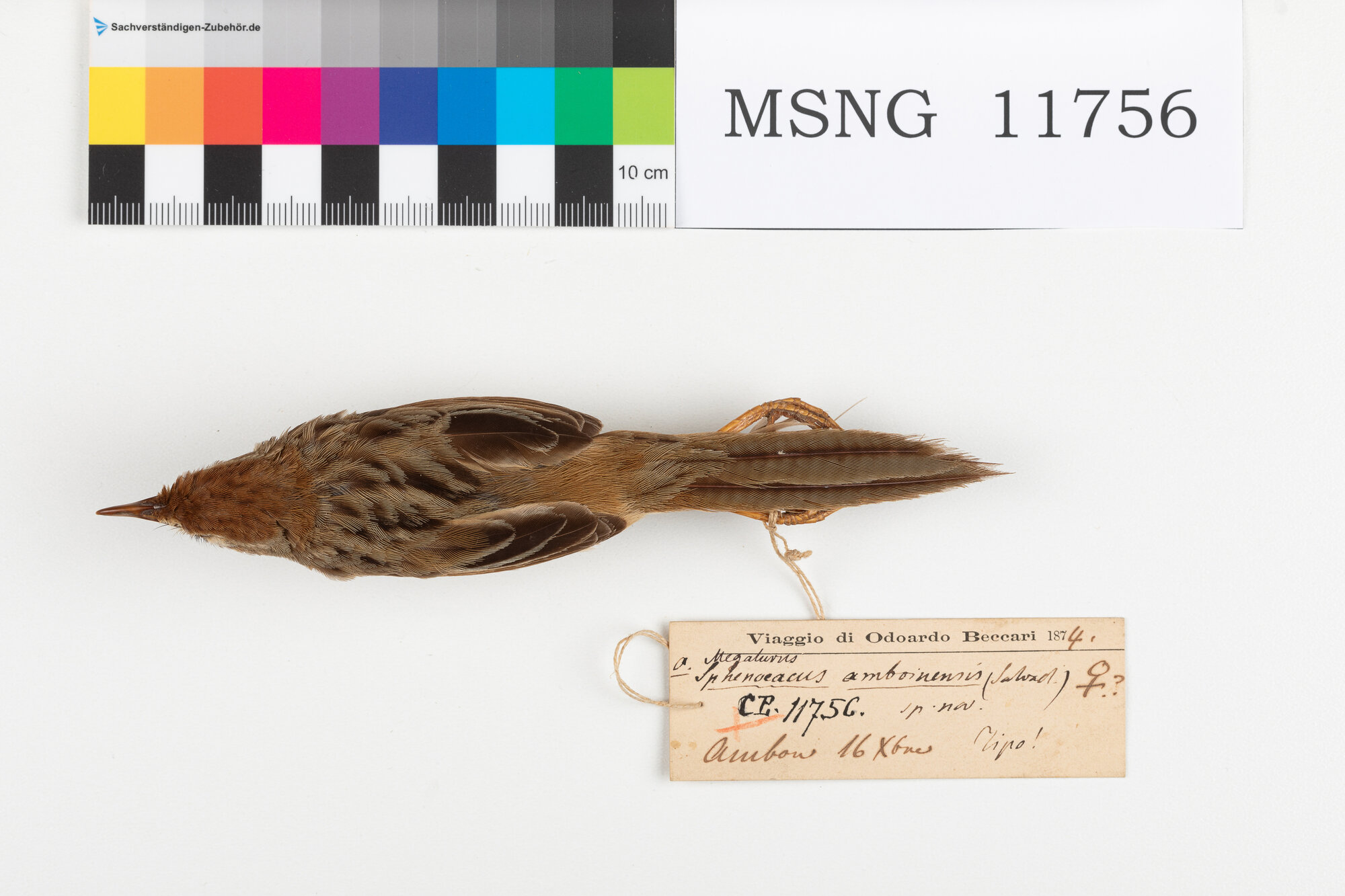 Forapaglie fulvo (esemplare)