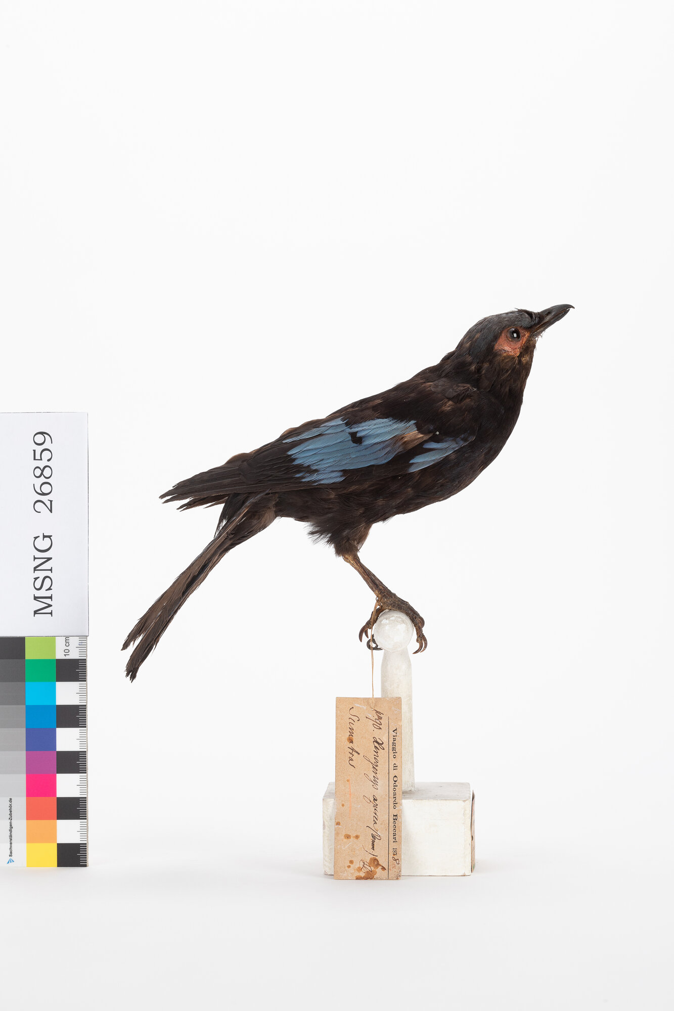 Cocoa di Beccari (esemplare)