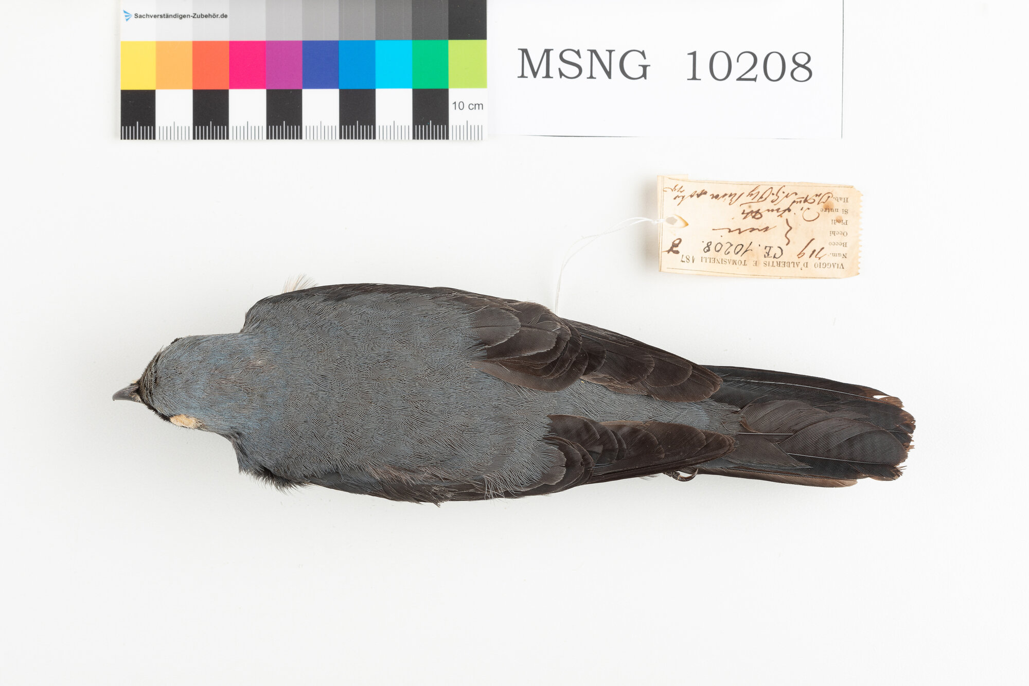 Coracina di Boyer (esemplare)