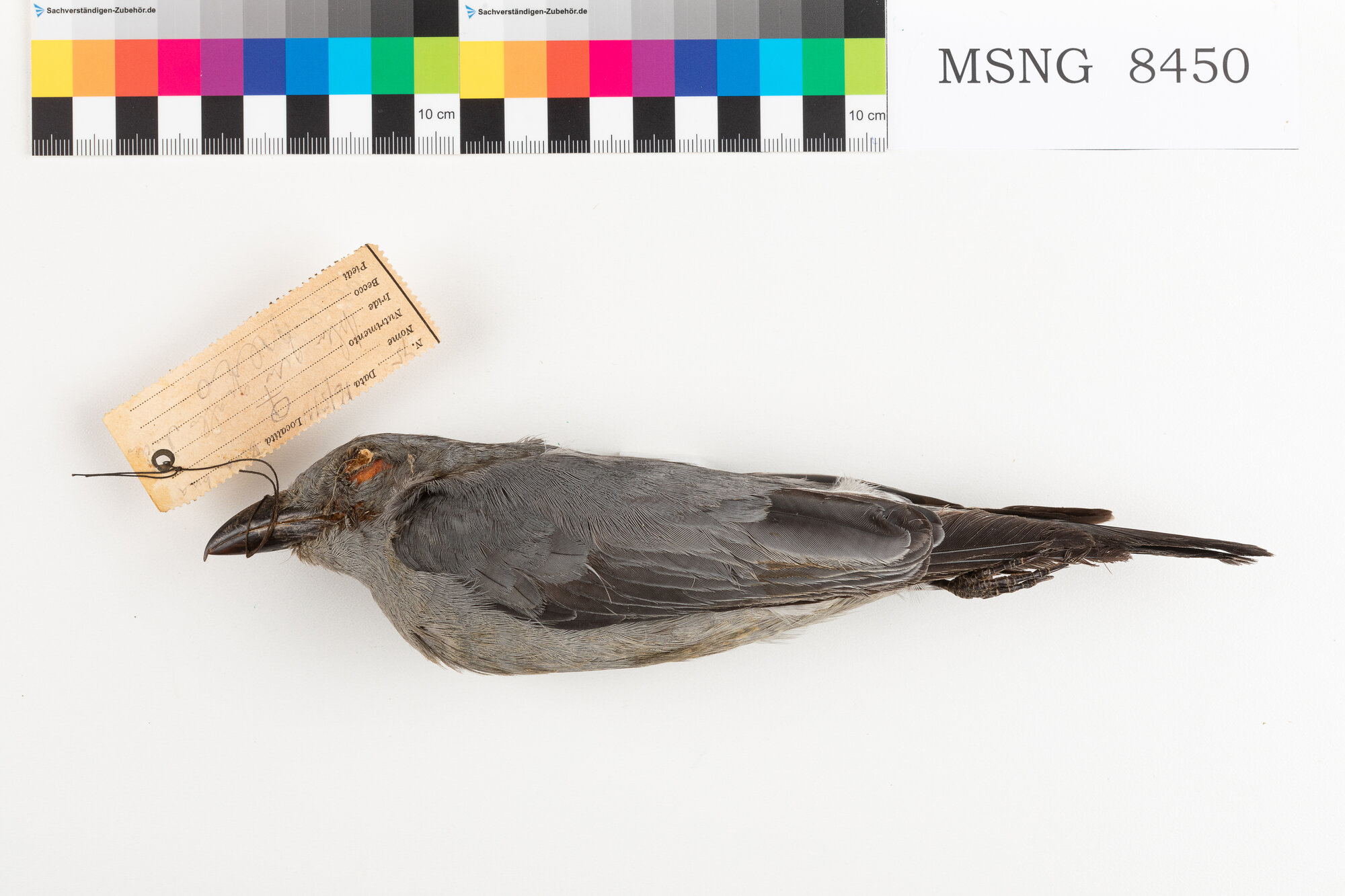 Coracina barrata (esemplare)