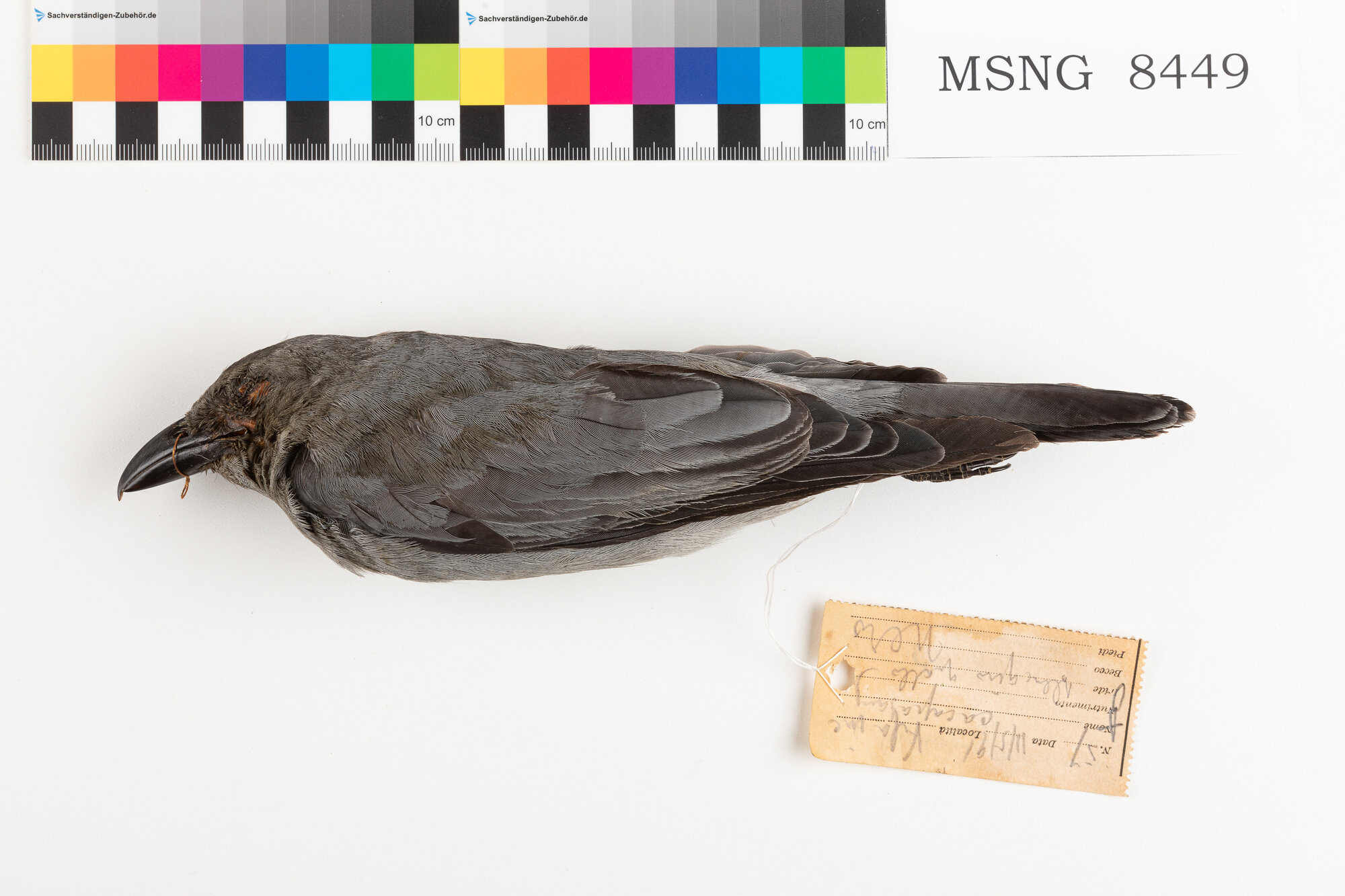 Coracina barrata (esemplare)