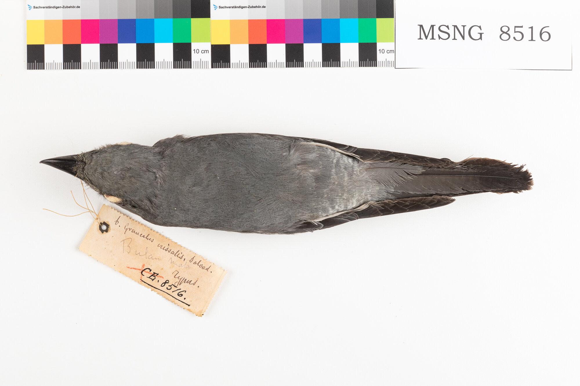 Coracina barrata (esemplare)