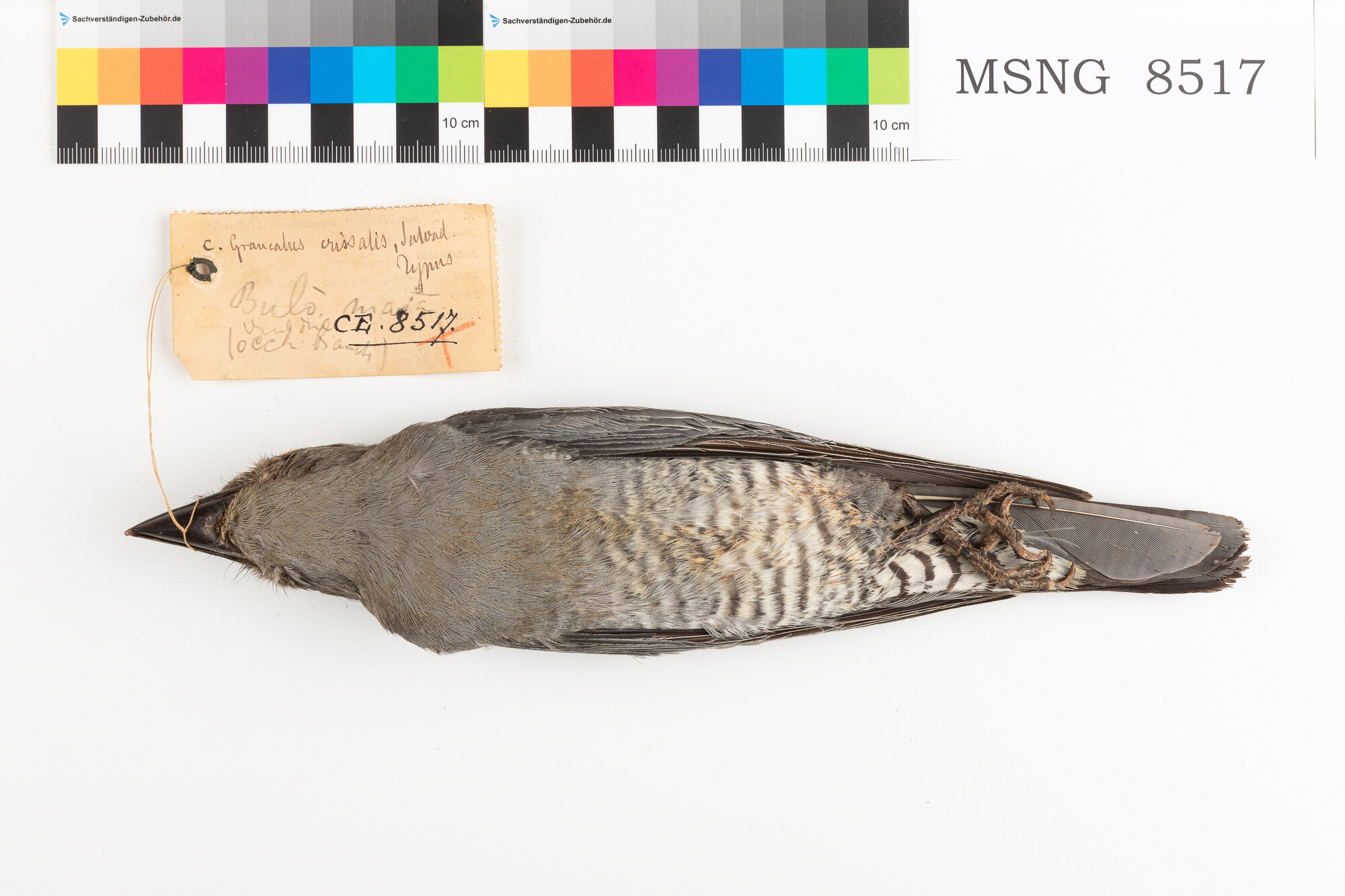 Coracina barrata (esemplare)