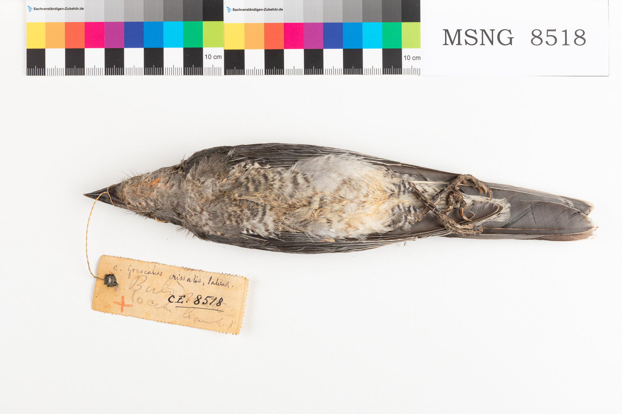 Coracina barrata (esemplare)