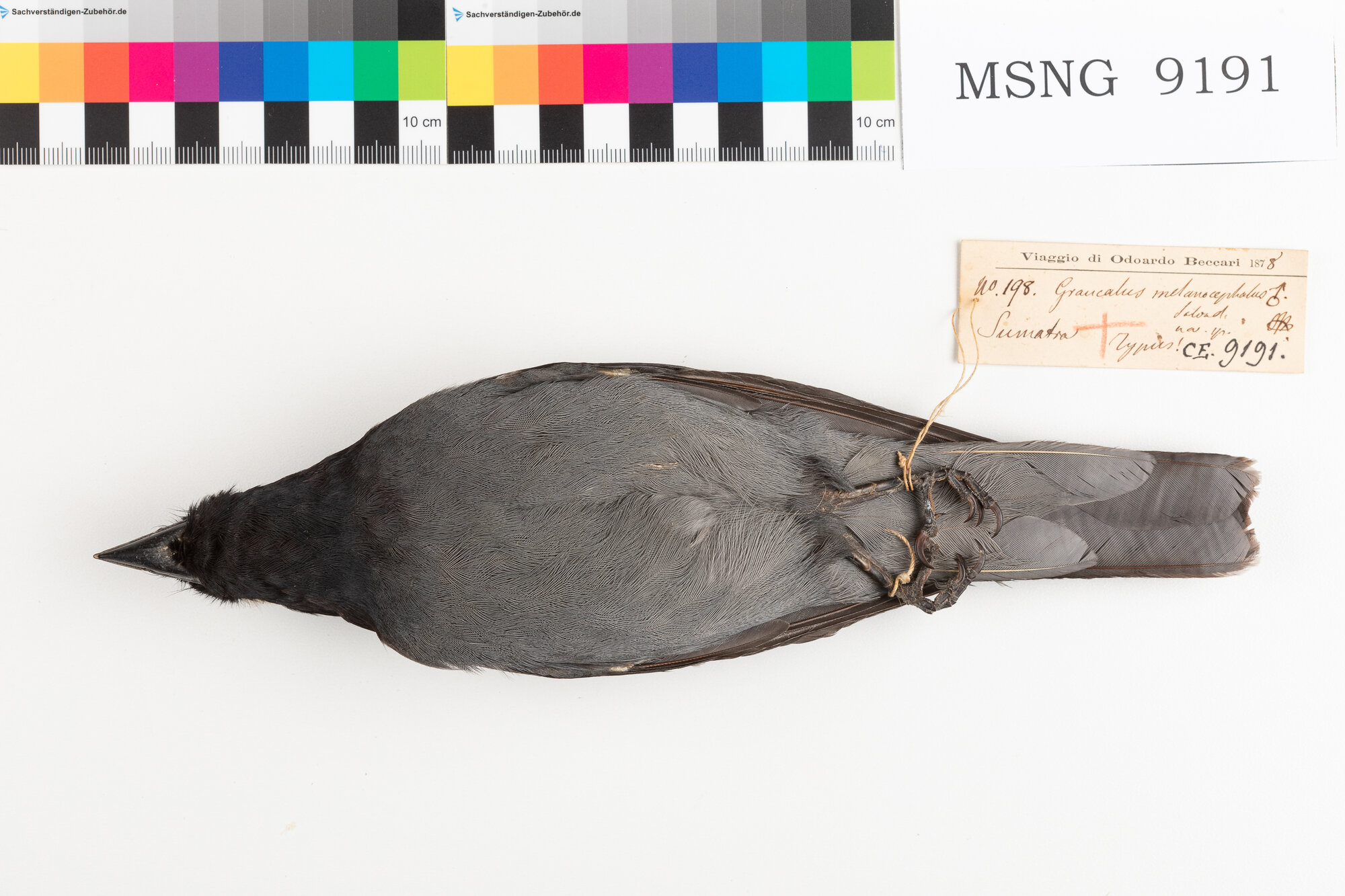 Coracina della Sonda (esemplare)