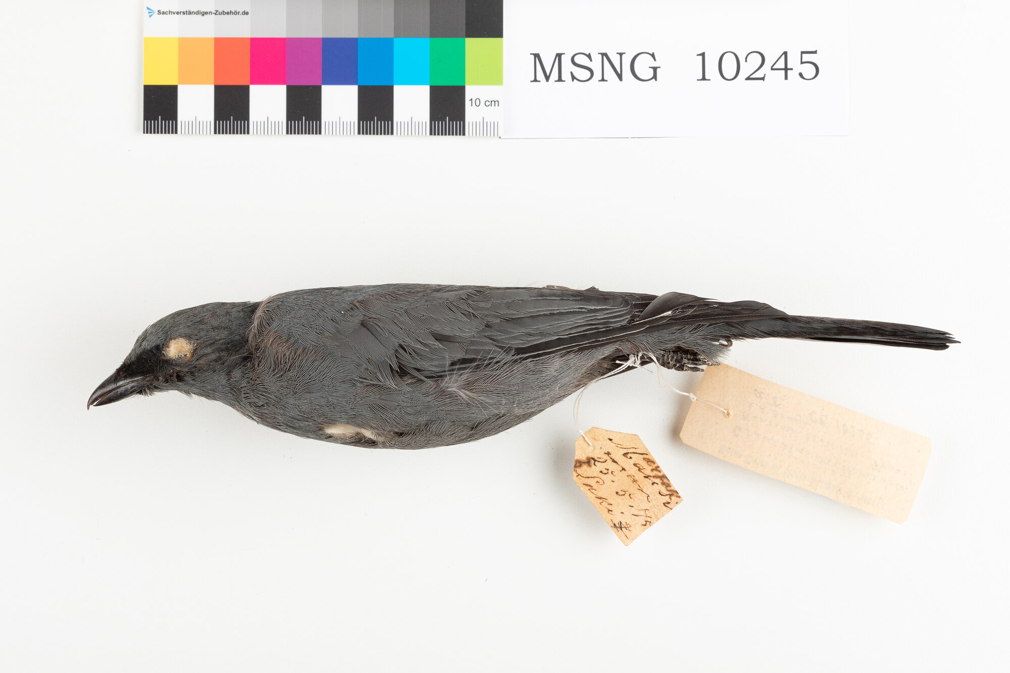 Coracina occhigialli (esemplare)