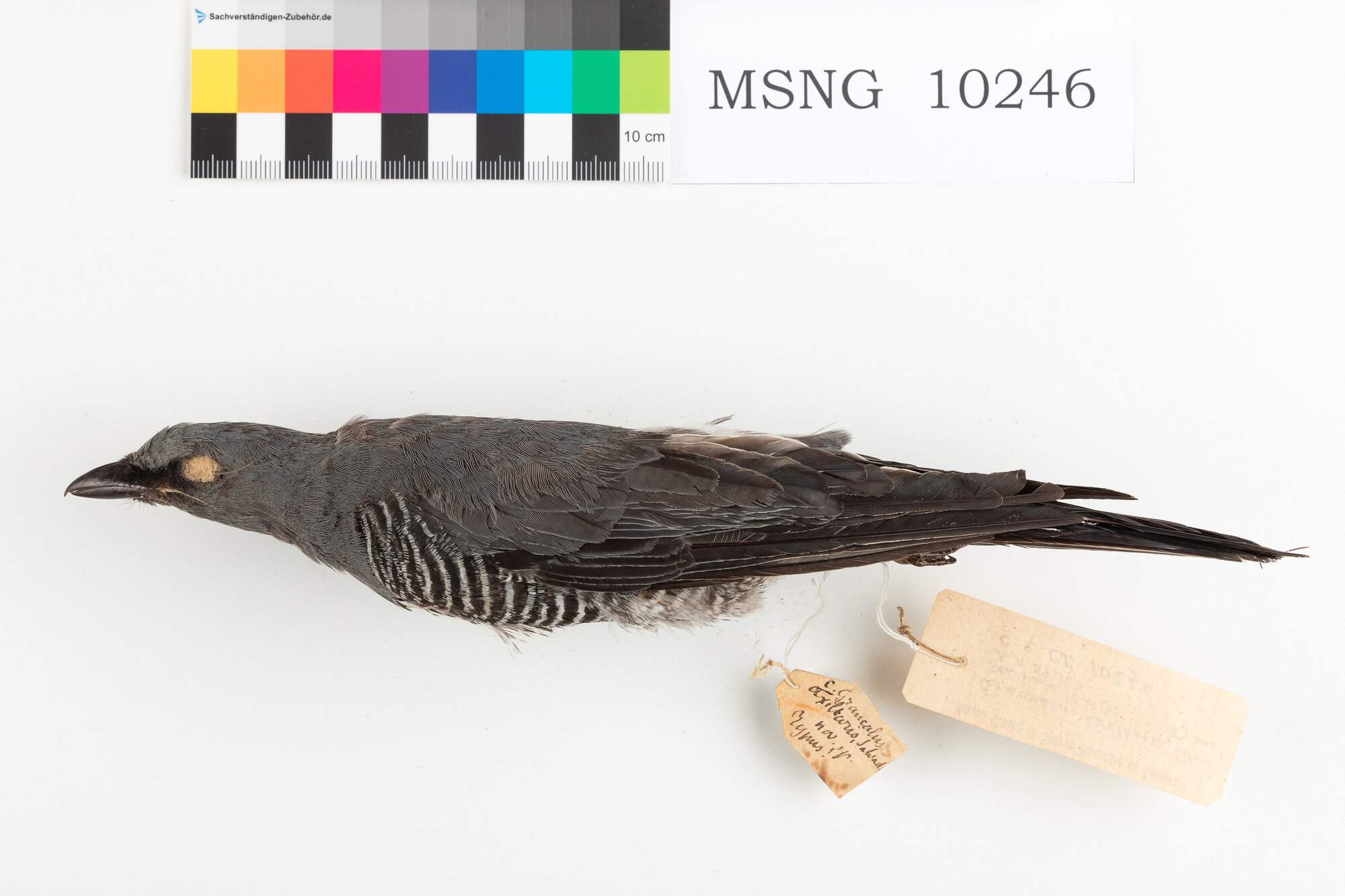 Coracina occhigialli (esemplare)