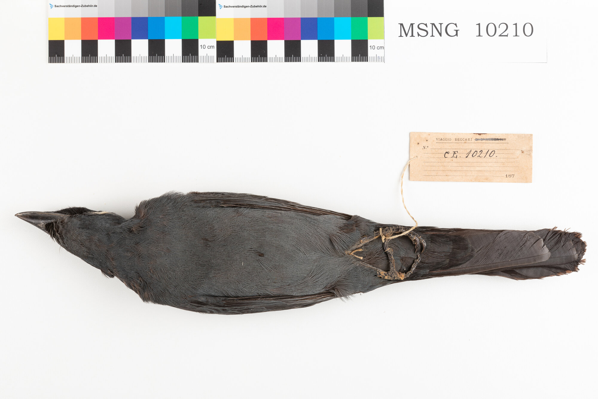 Coracina mascherata (esemplare)