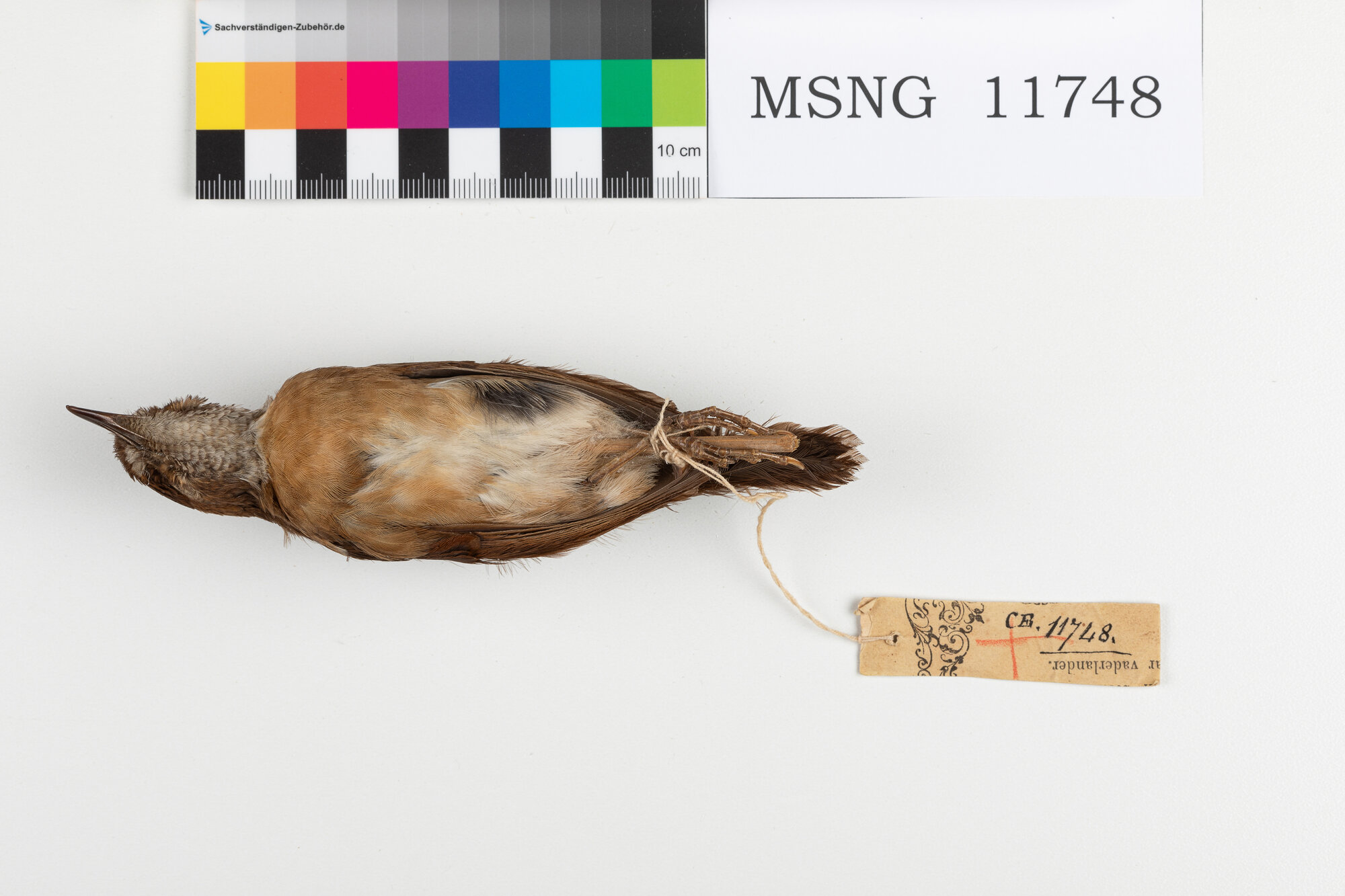 Tordo minore della Nuova Guinea (esemplare)