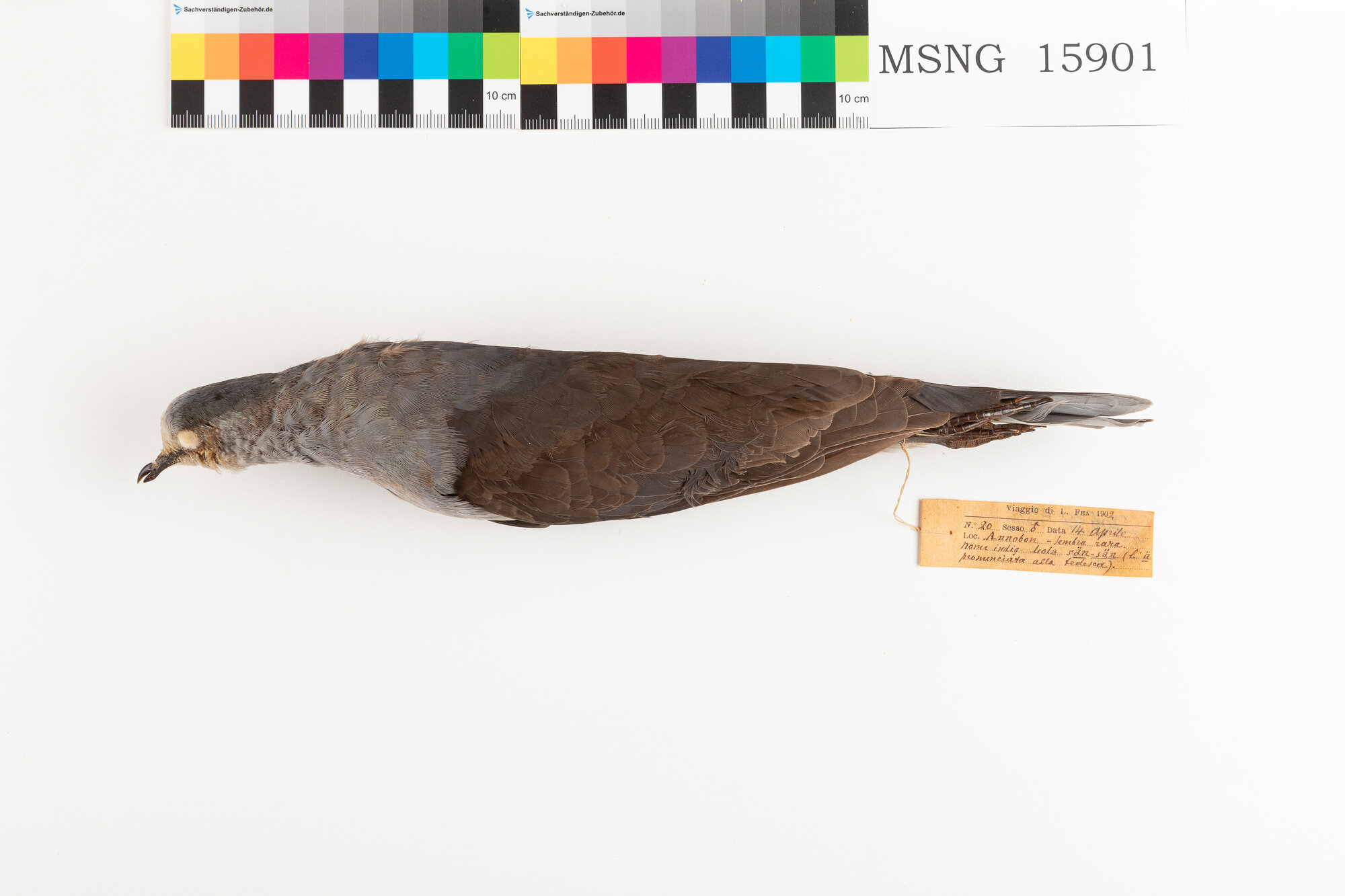 Colomba facciabianca (esemplare)