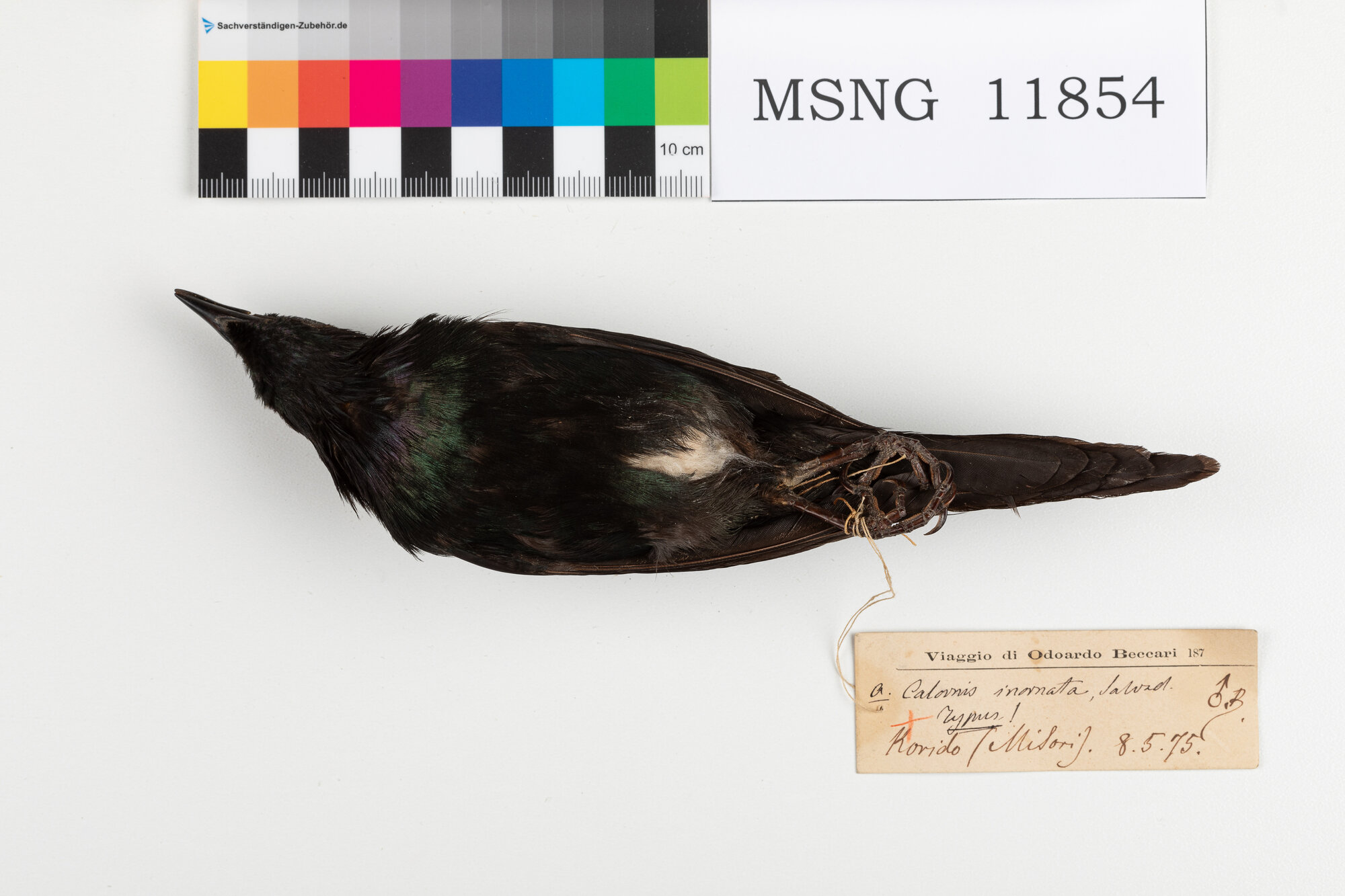 Storno metallico (esemplare)