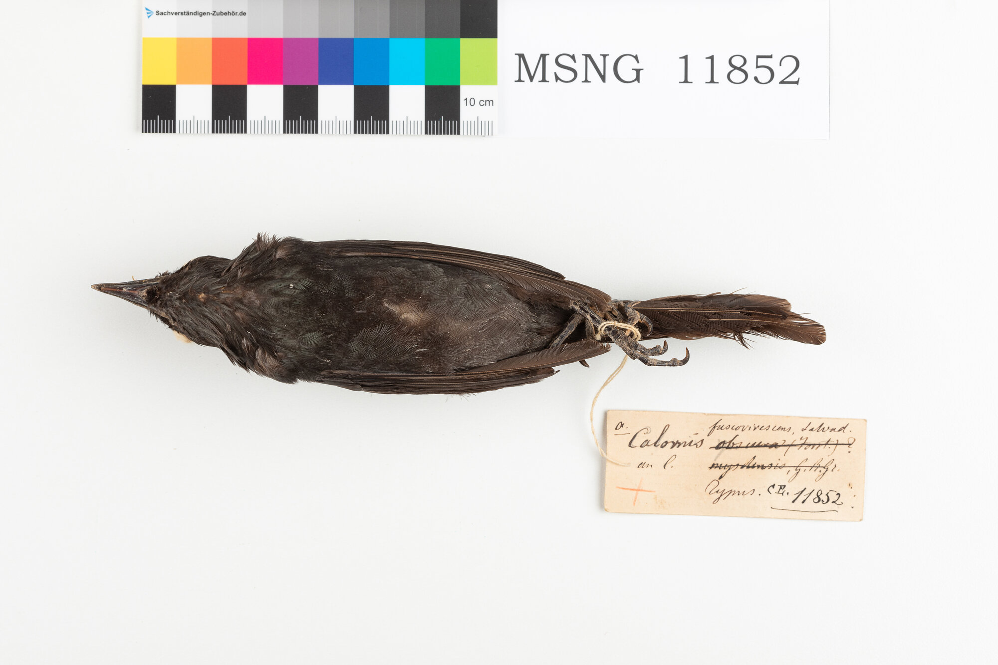 Storno metallico (esemplare)