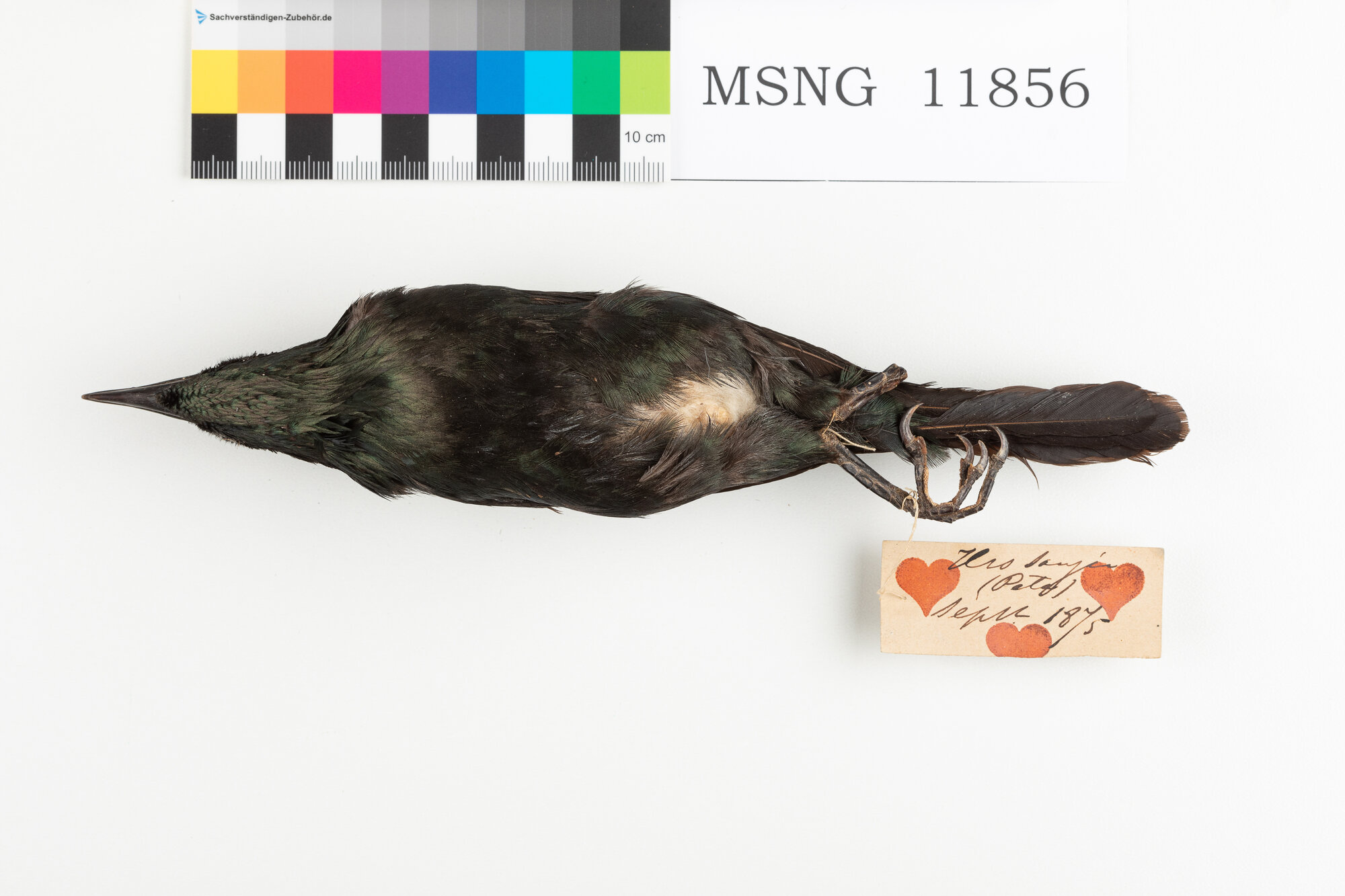 Storno delle Filippine (esemplare)