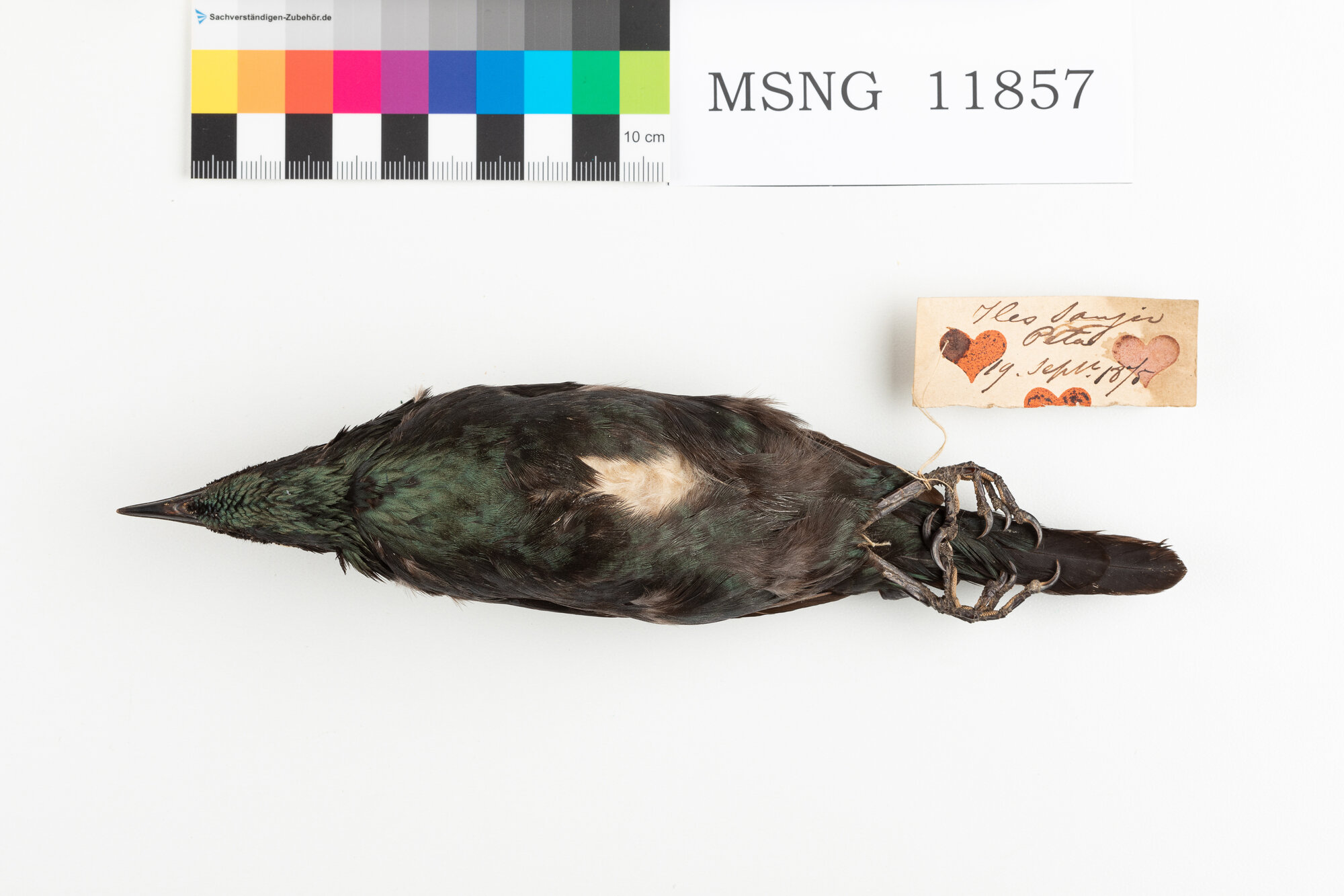 Storno delle Filippine (esemplare)