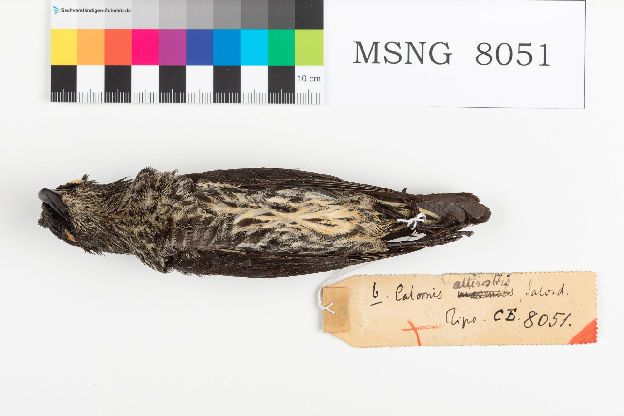 Storno delle Filippine (esemplare)