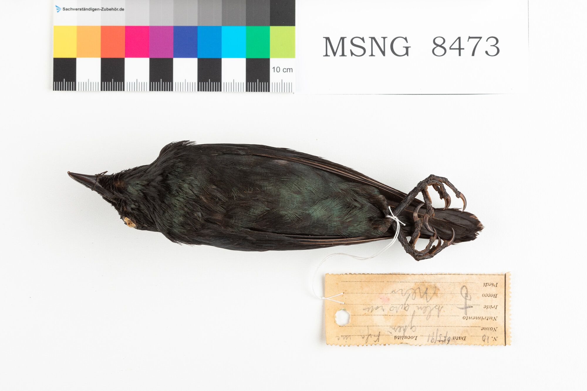 Storno delle Filippine (esemplare)