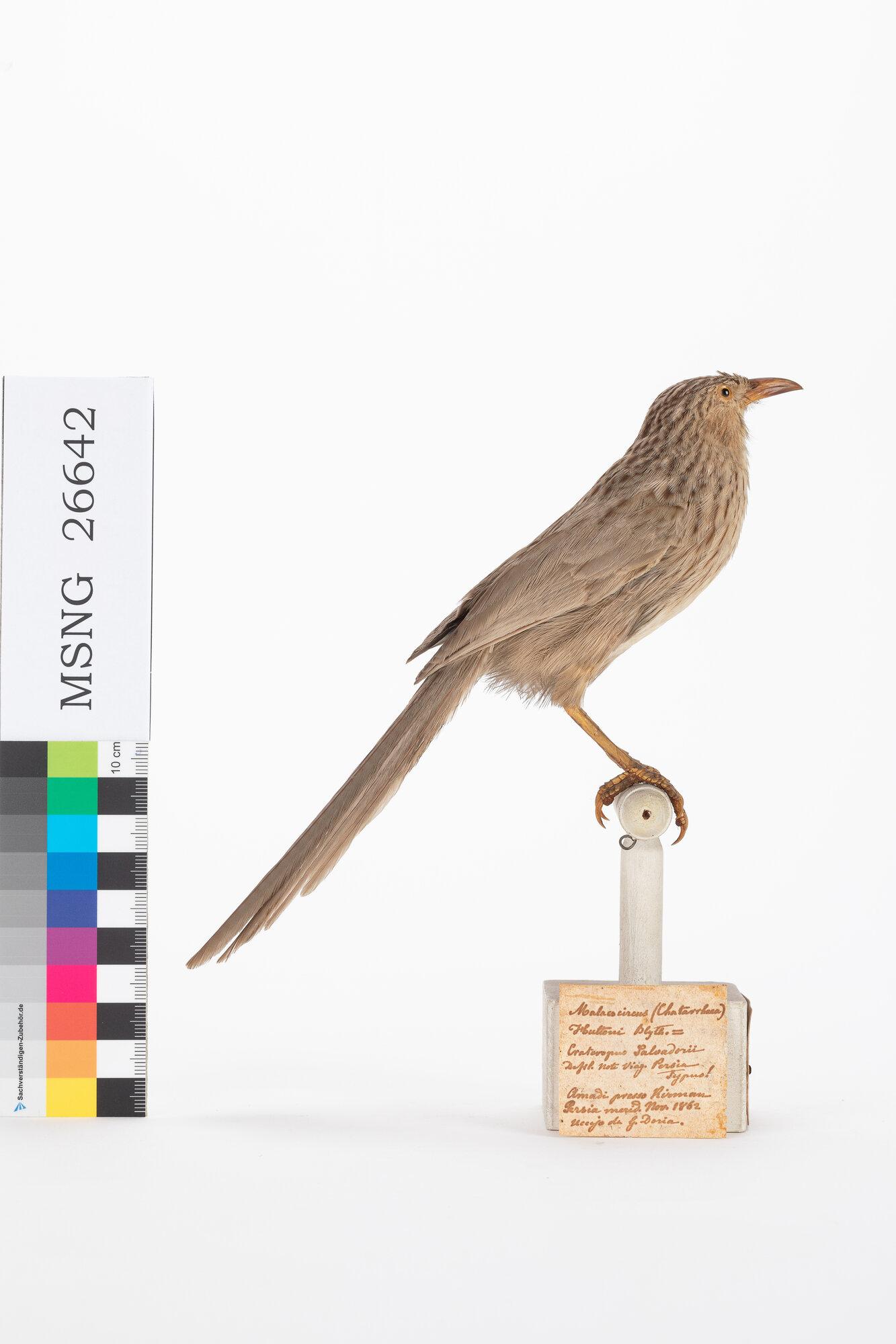 Garrulo comune (esemplare)