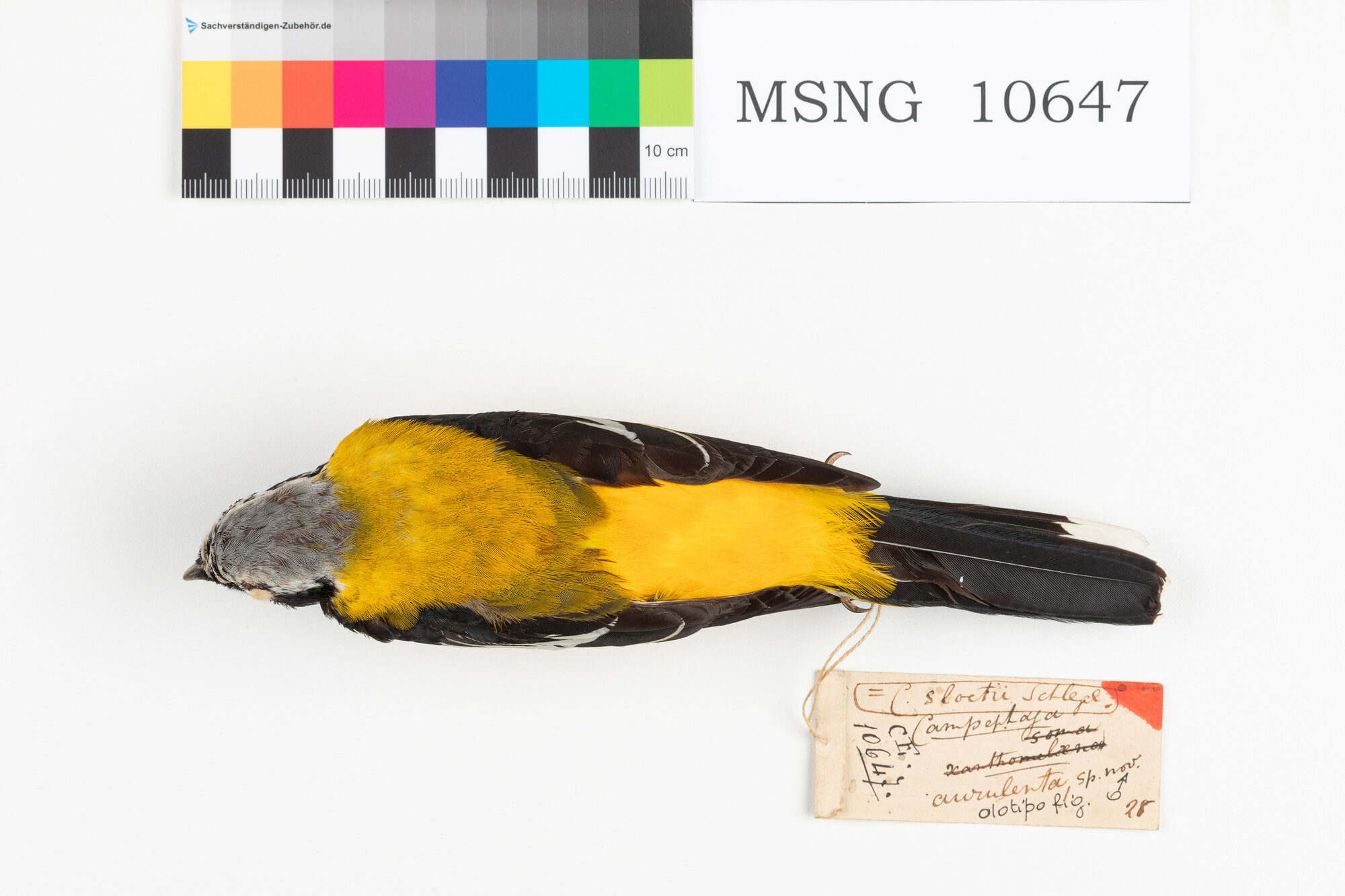 Coracina dorata (esemplare)