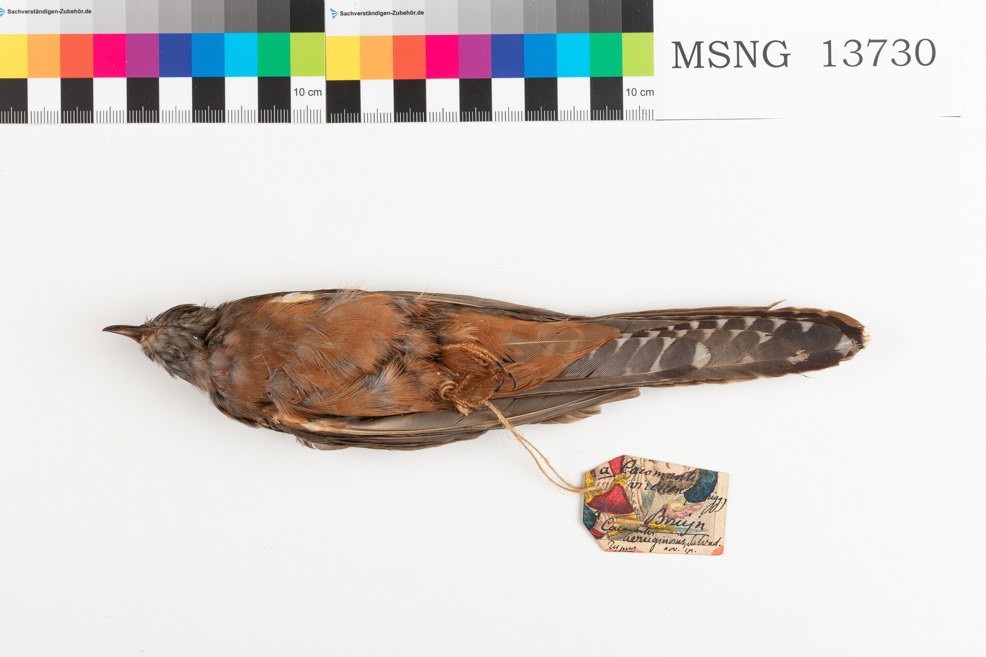 Cuculo indonesiano (esemplare)