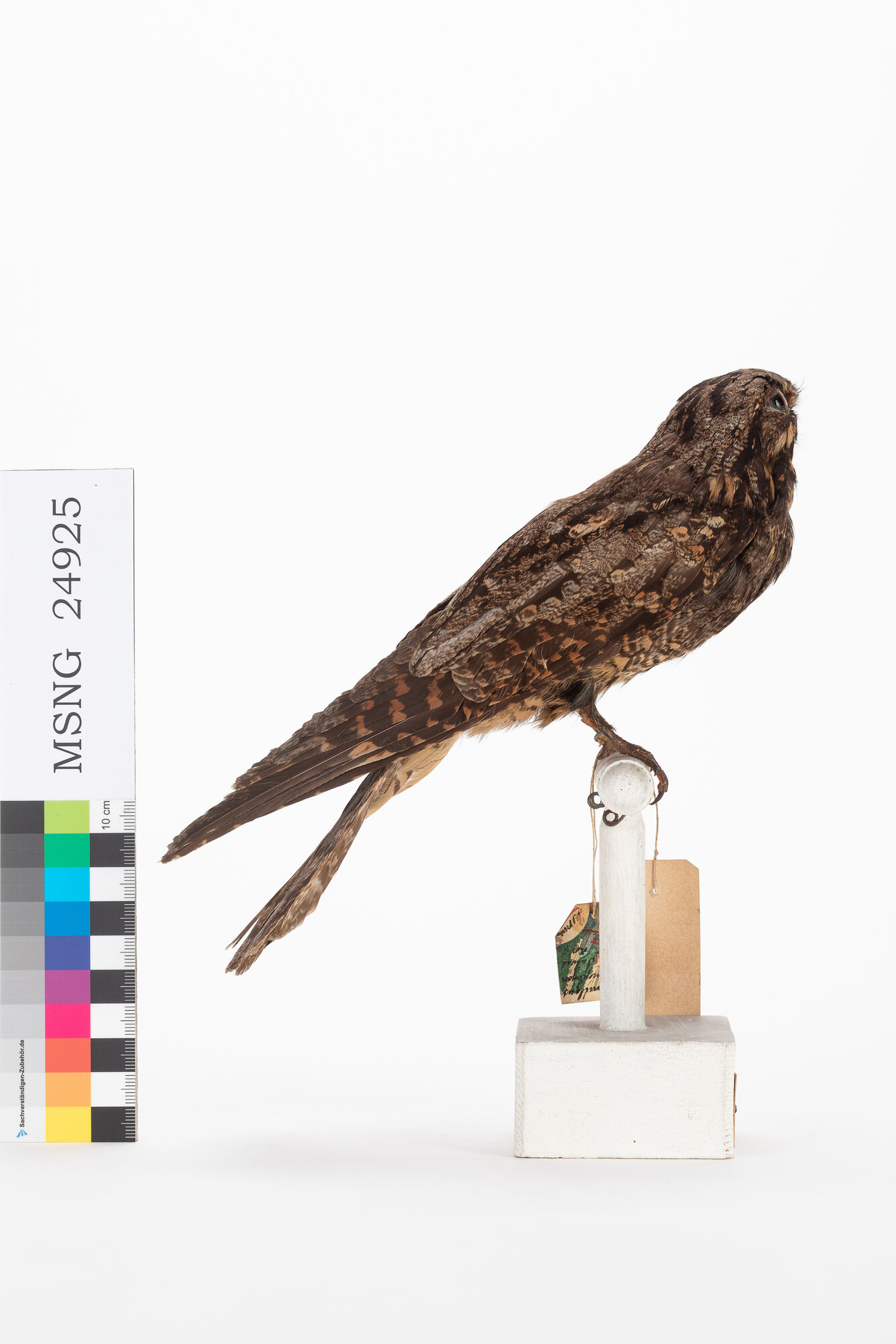 Succiacapre grigio (esemplare)