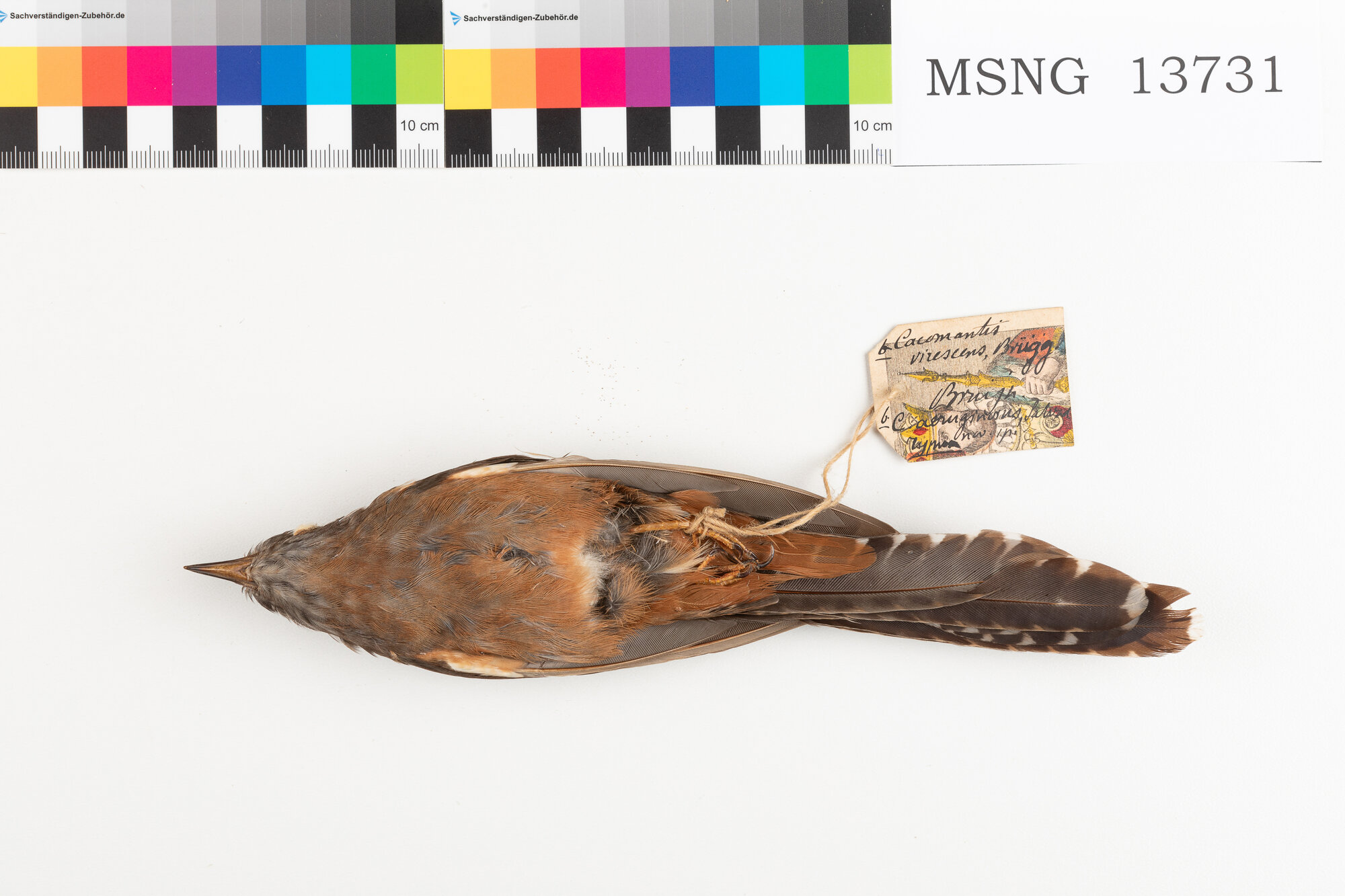 Cuculo indonesiano (esemplare)