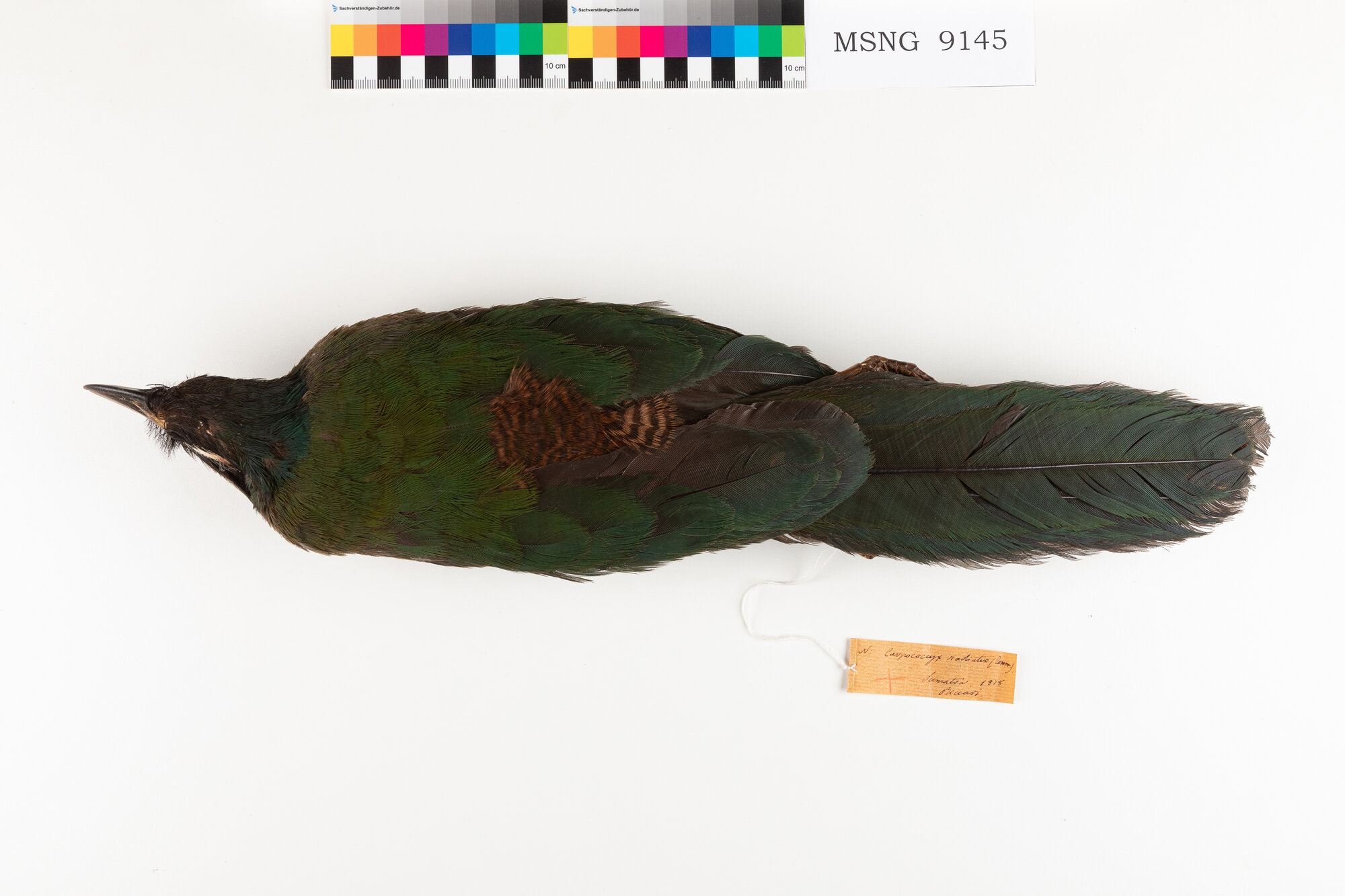 Cuculo di terra di Sumatra (esemplare)