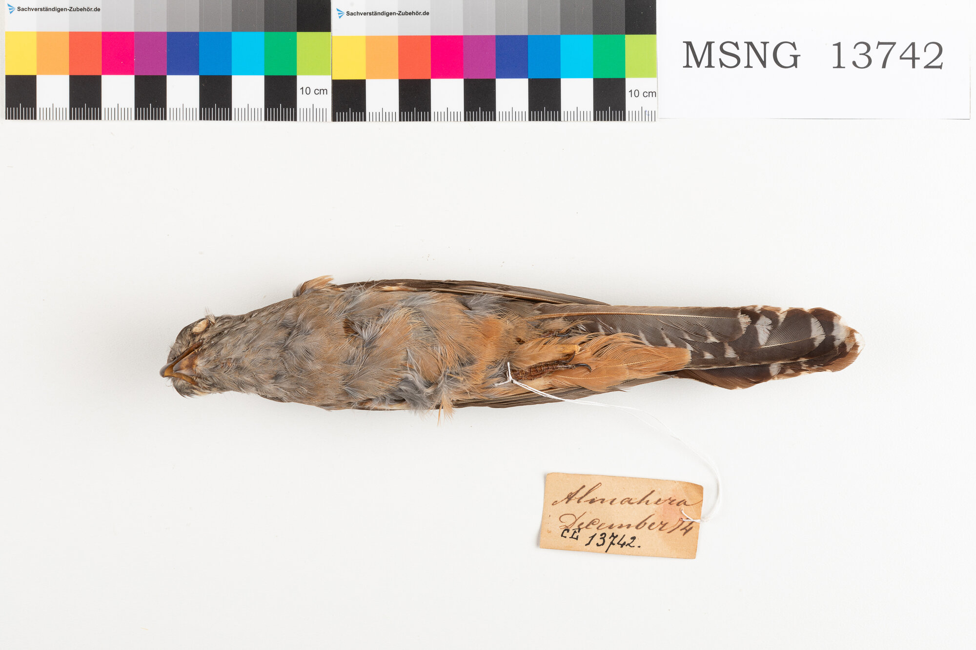 Cuculo di macchia (esemplare)