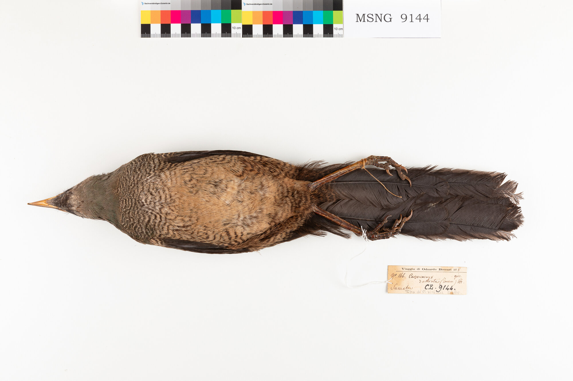 Cuculo di terra di Sumatra (esemplare)