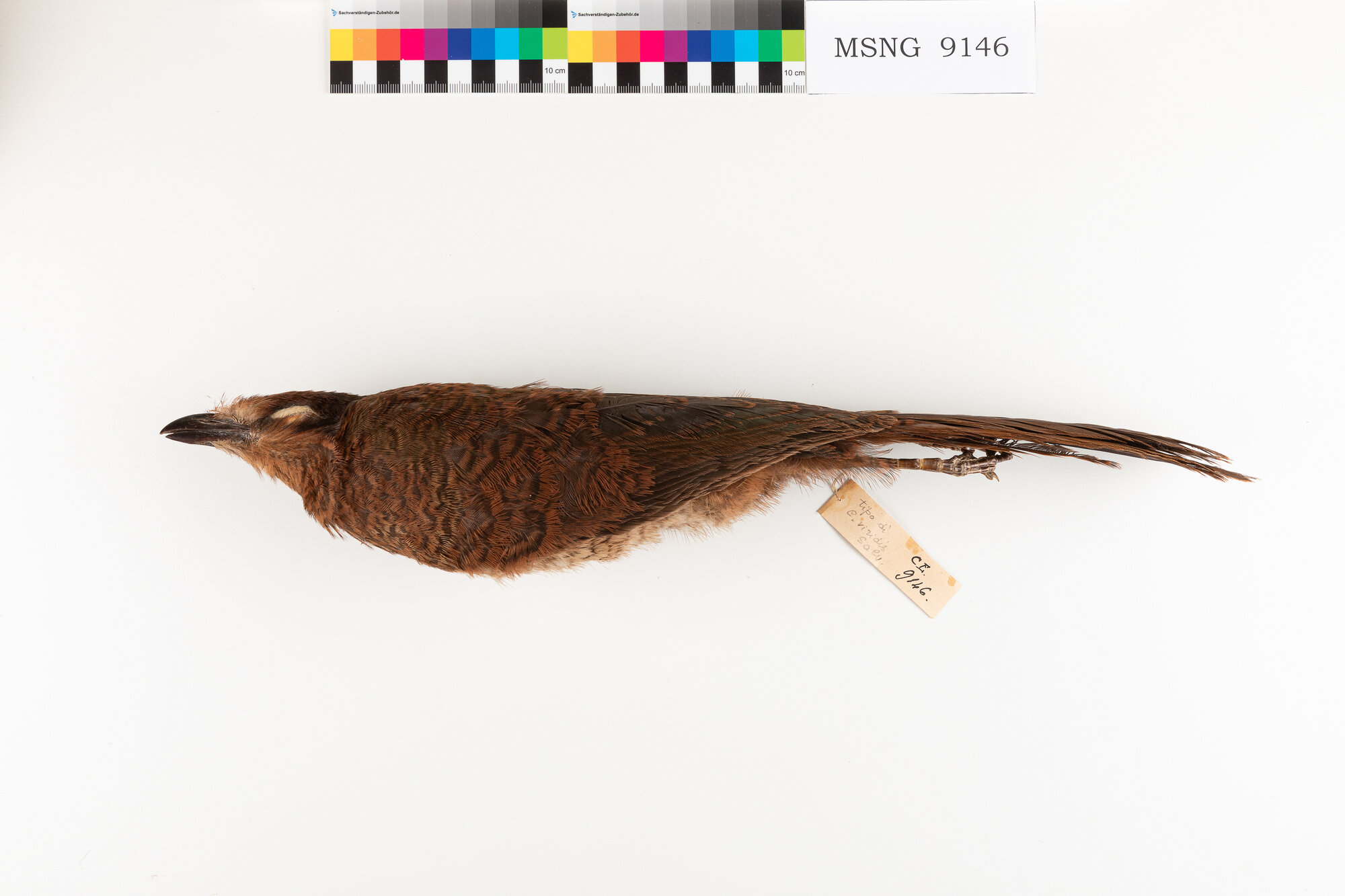 Cuculo di terra di Sumatra (esemplare)