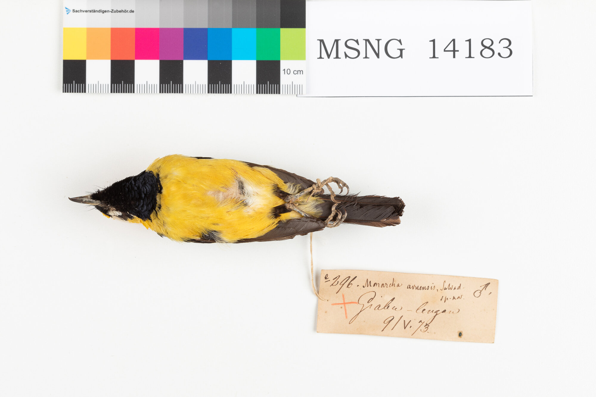 Monarca dorato (esemplare)