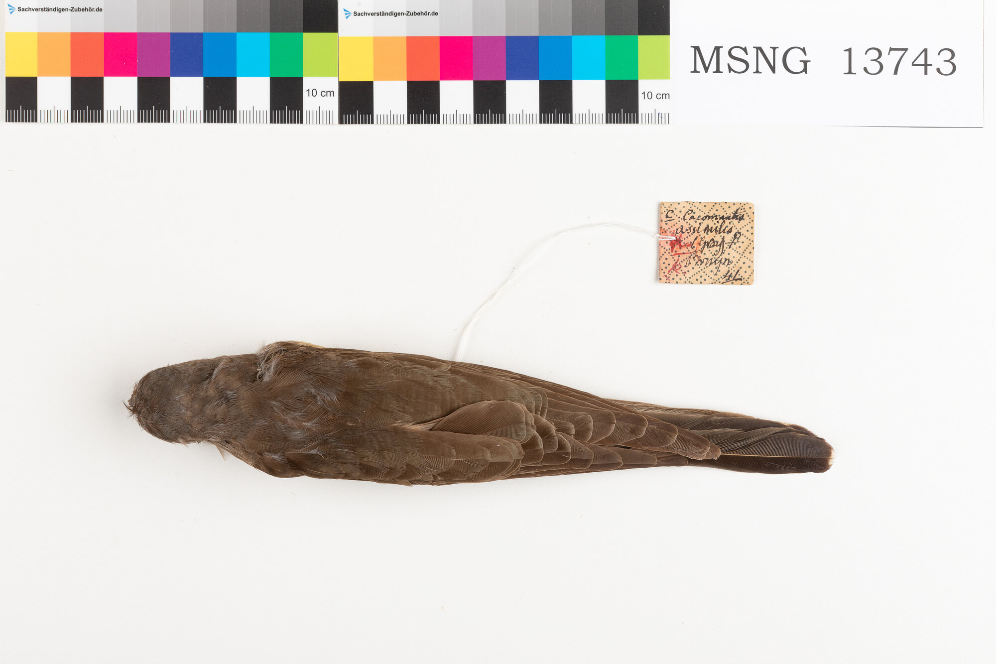 Cuculo di macchia (esemplare)