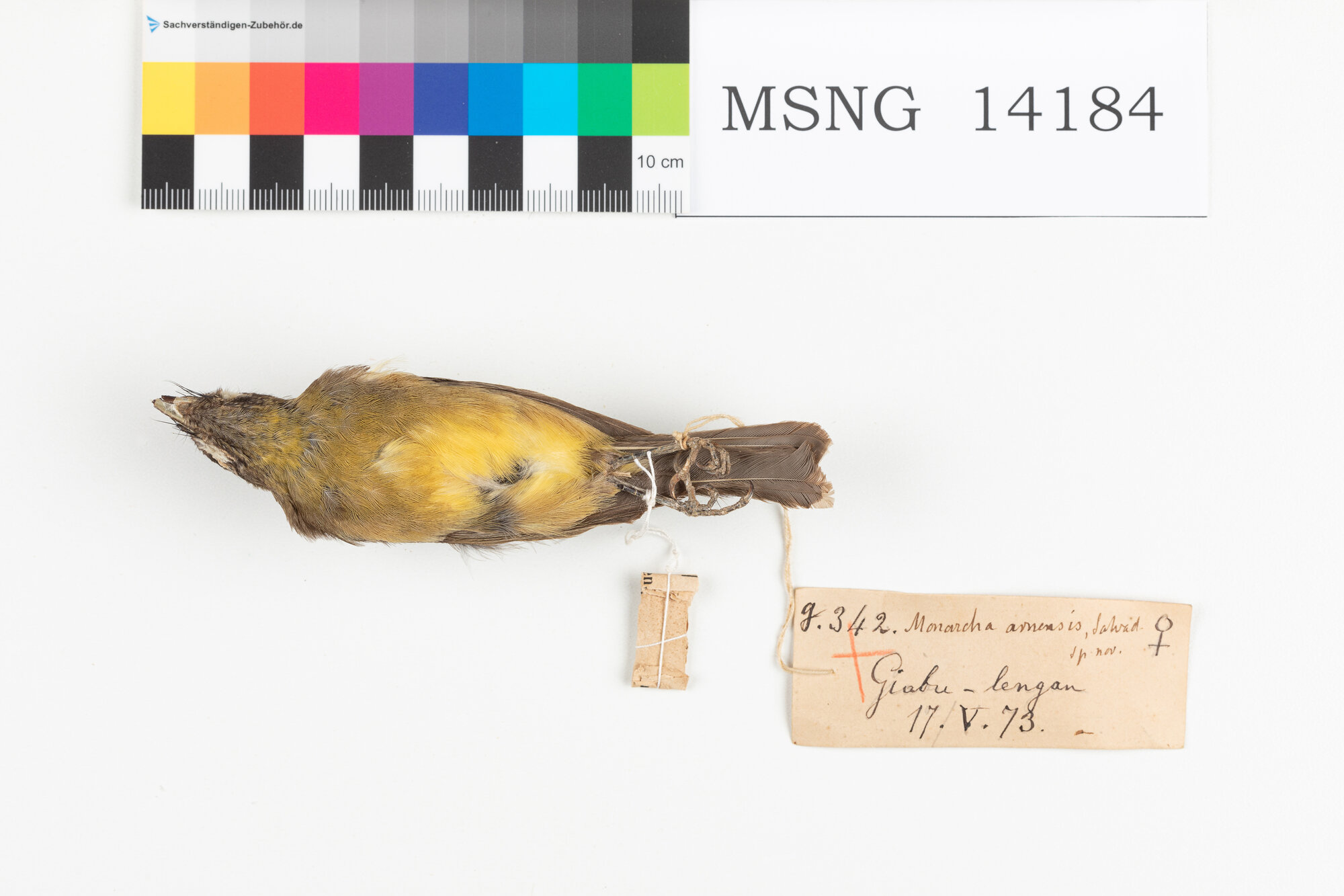 Monarca dorato (esemplare)