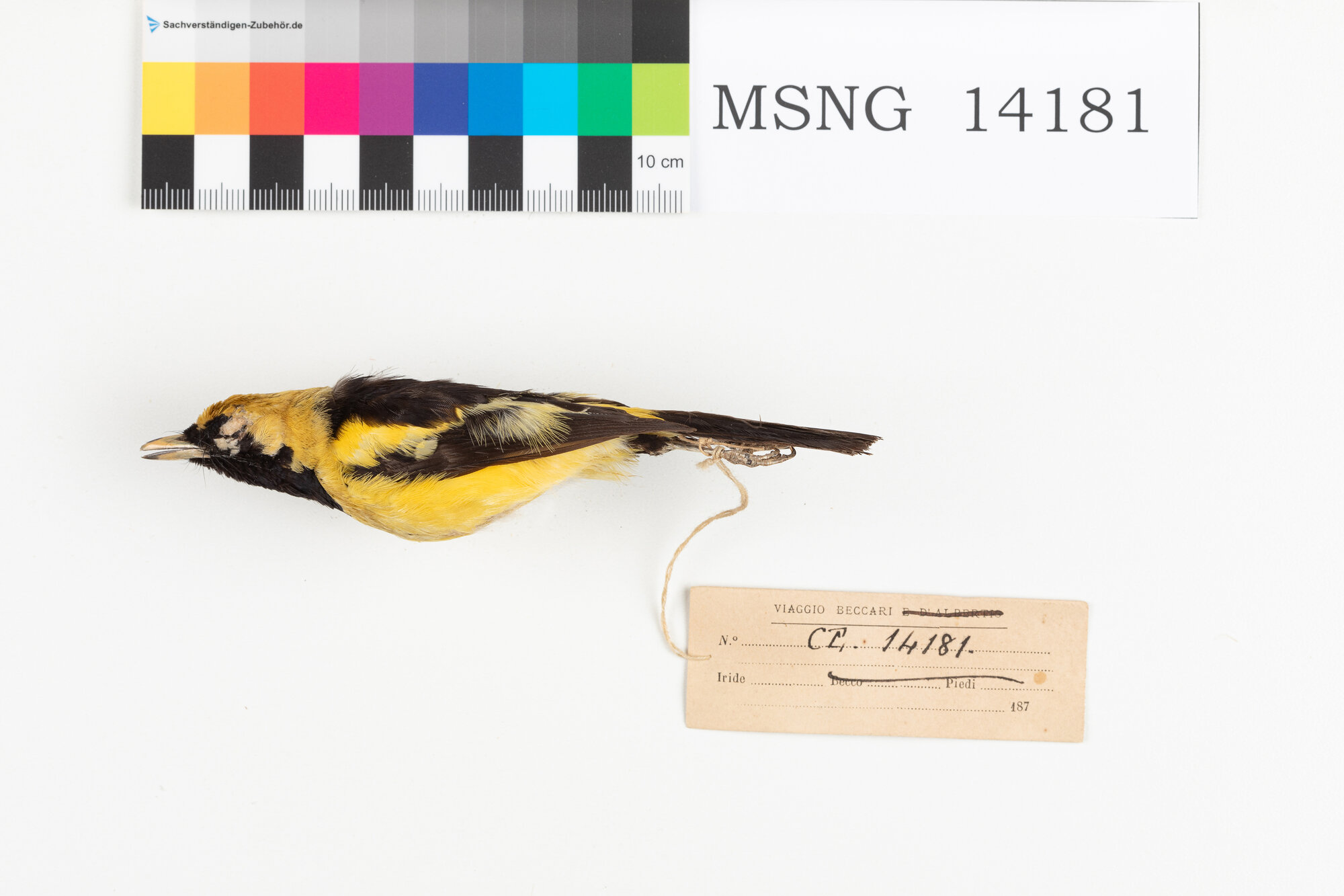 Monarca dorato (esemplare)