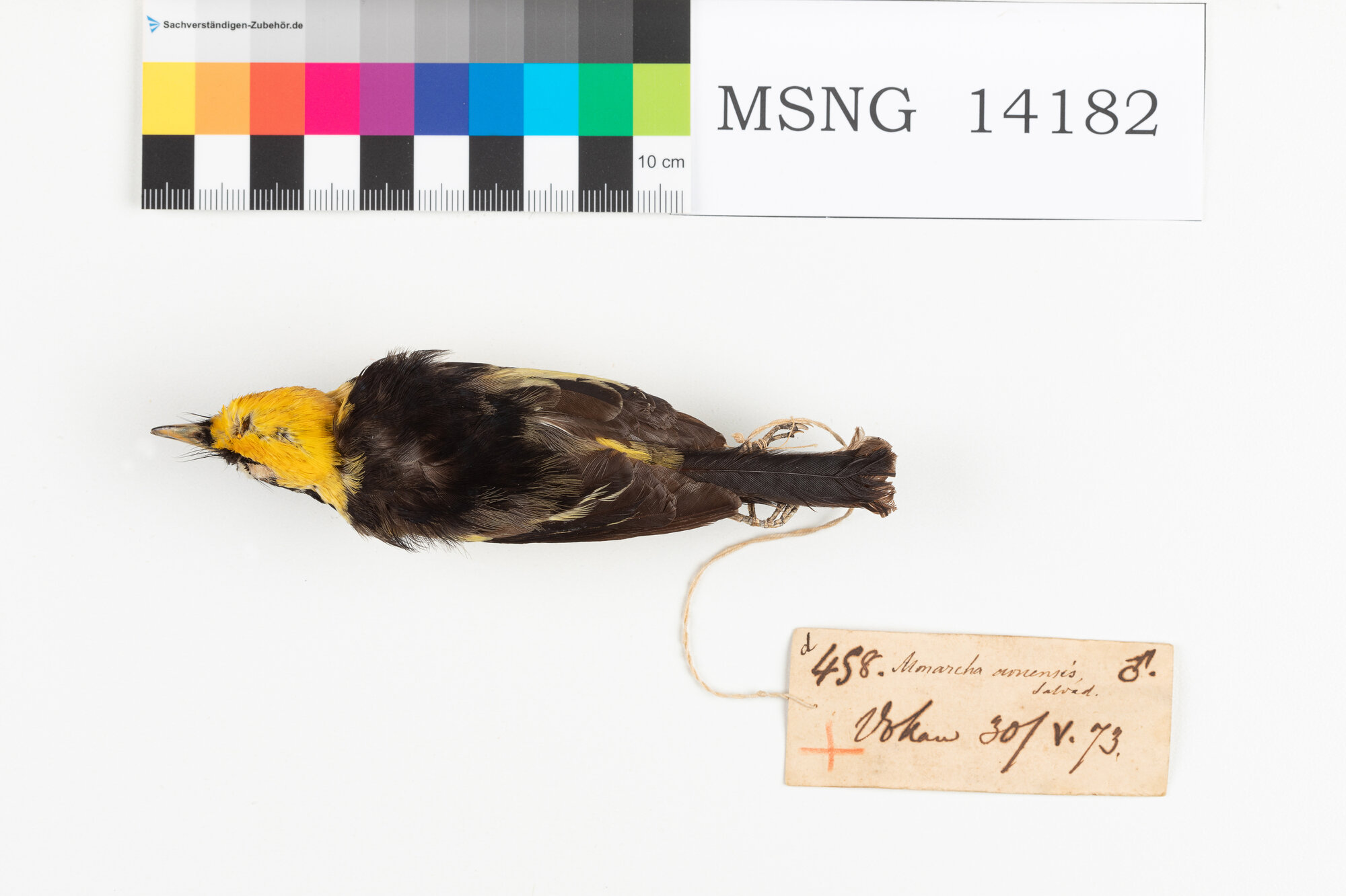 Monarca dorato (esemplare)