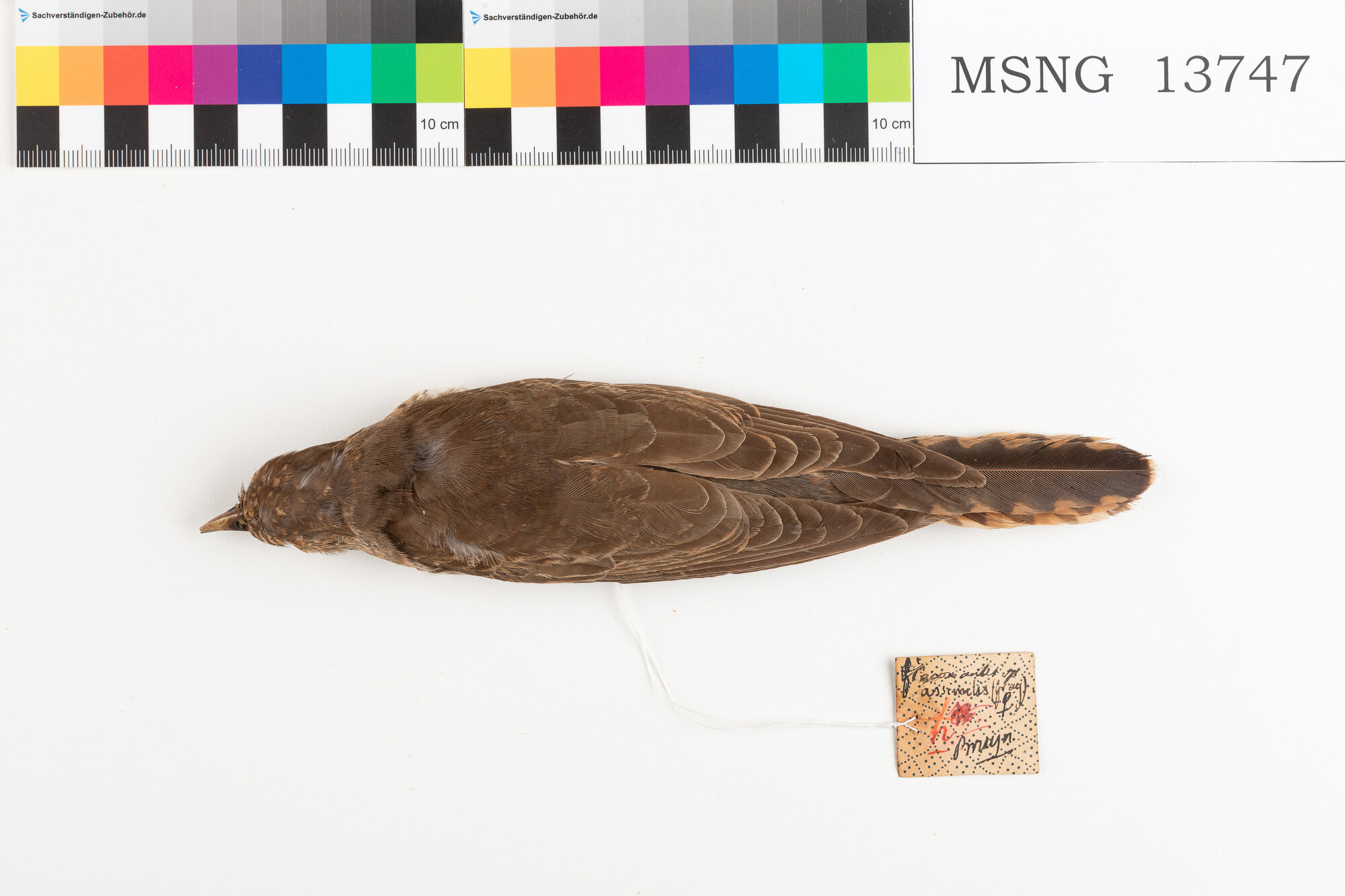 Cuculo di macchia (esemplare)