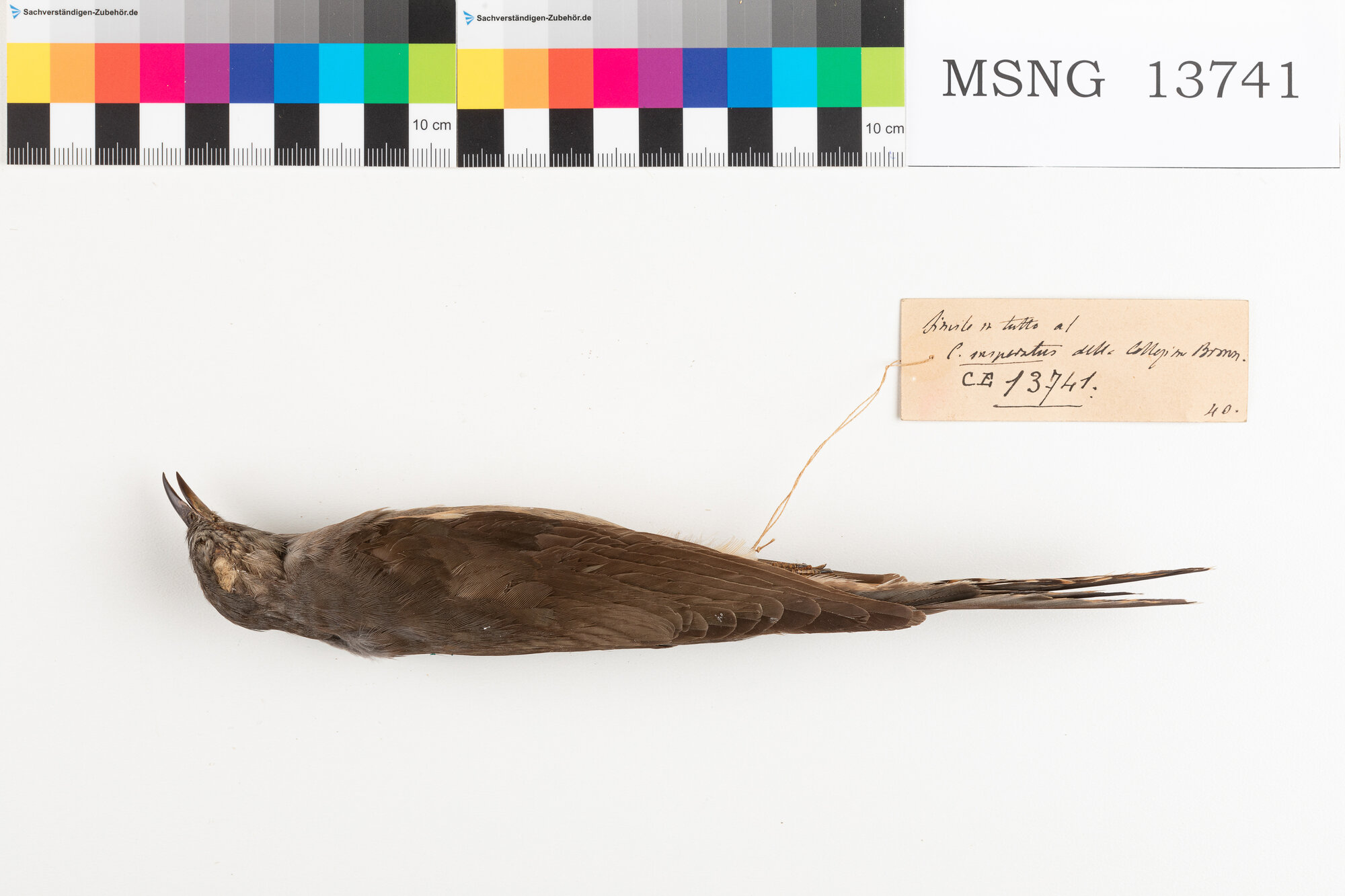 Cuculo di macchia (esemplare)